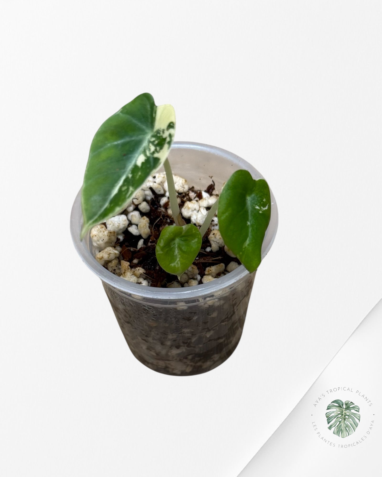 Alocasia Black Velvet Pink Variegated - 22D