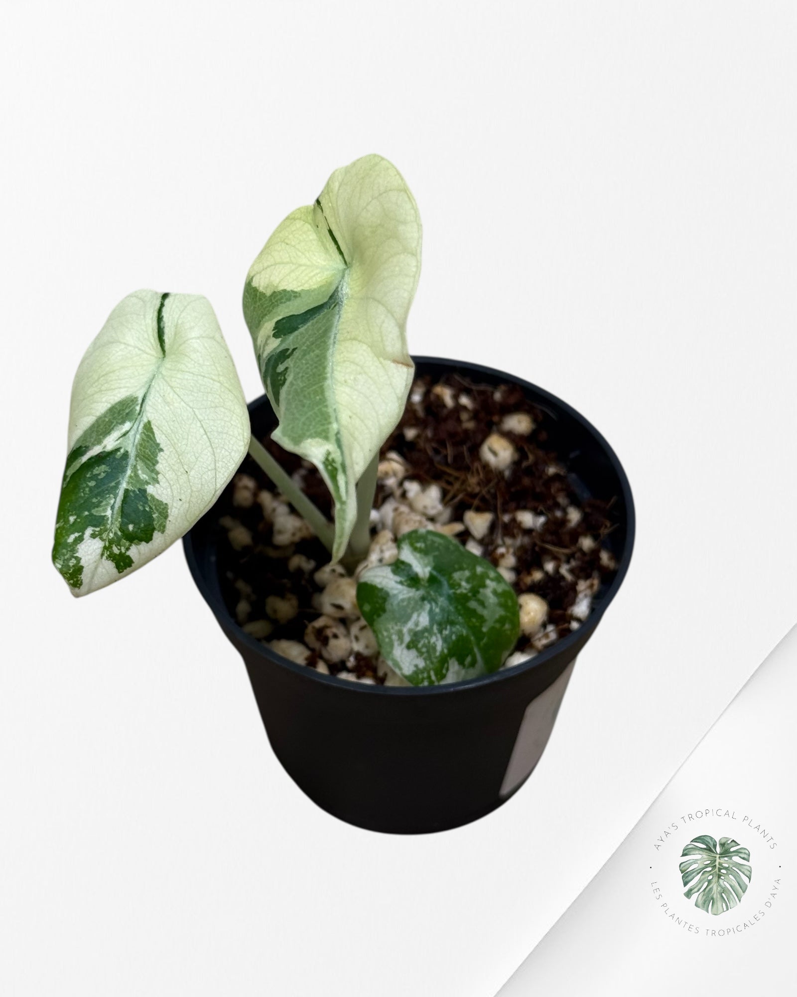 Alocasia Black Velvet Pink Variegated - 22C