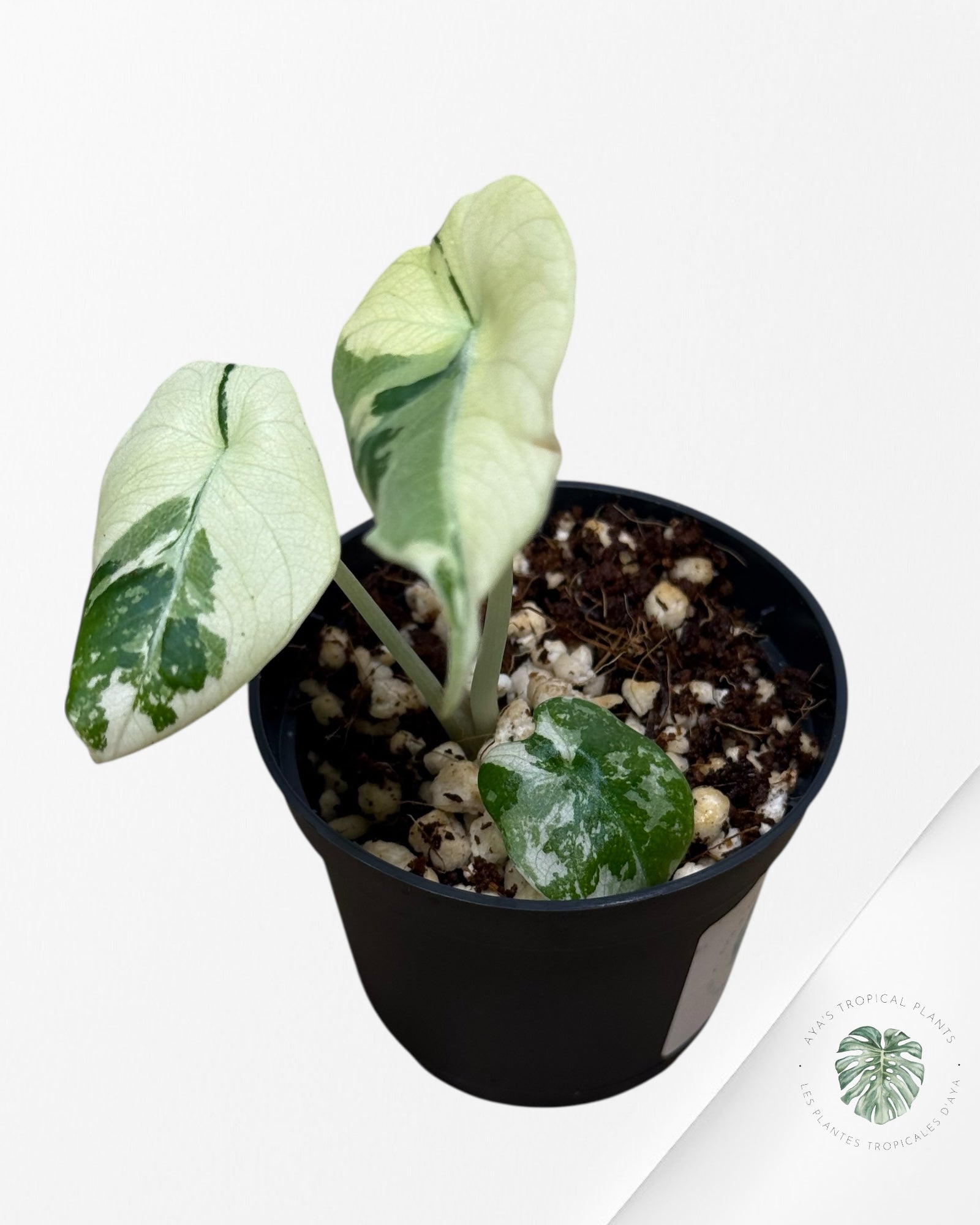Alocasia Black Velvet Pink Variegated - 22C