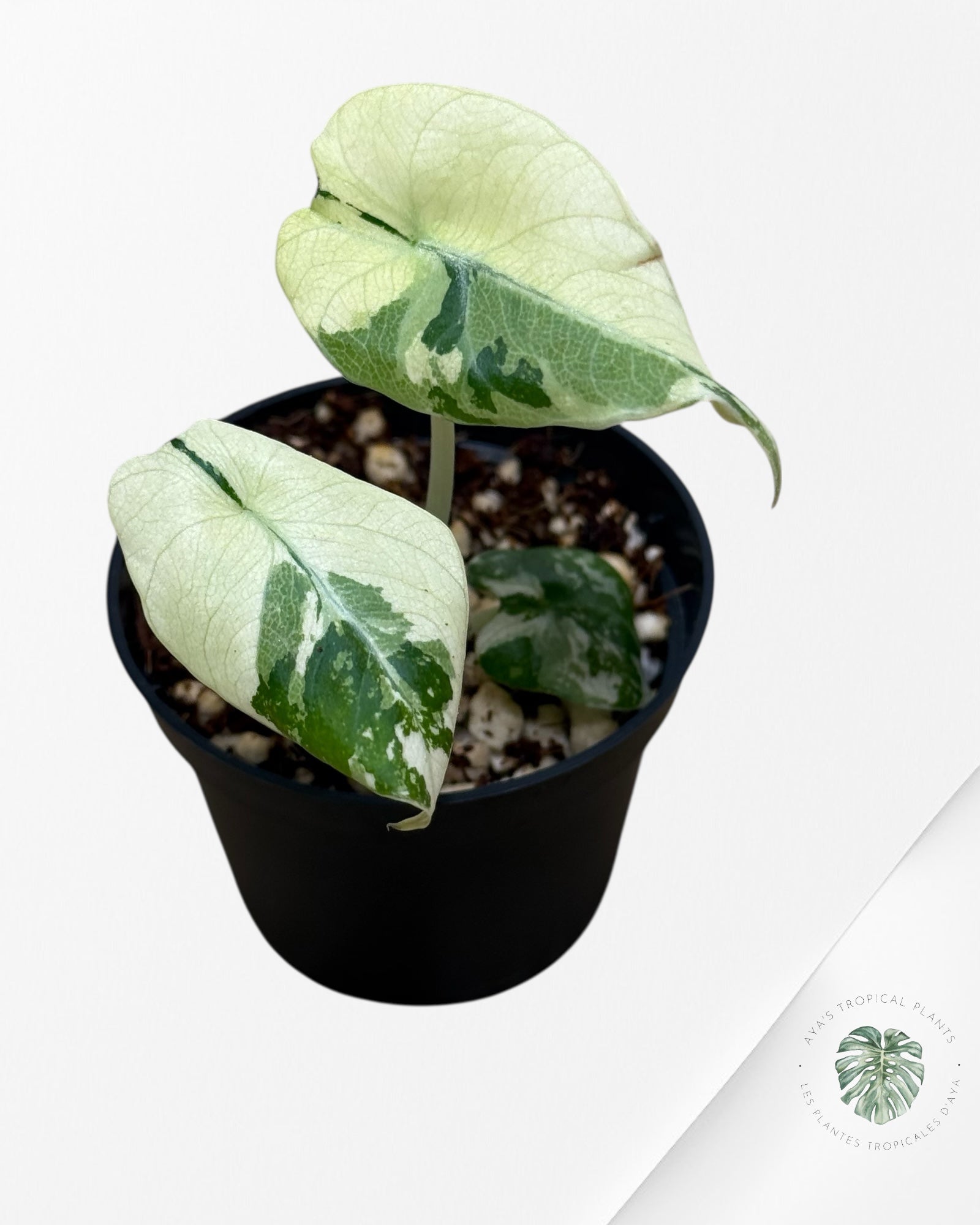 Alocasia Black Velvet Pink Variegated - 22C