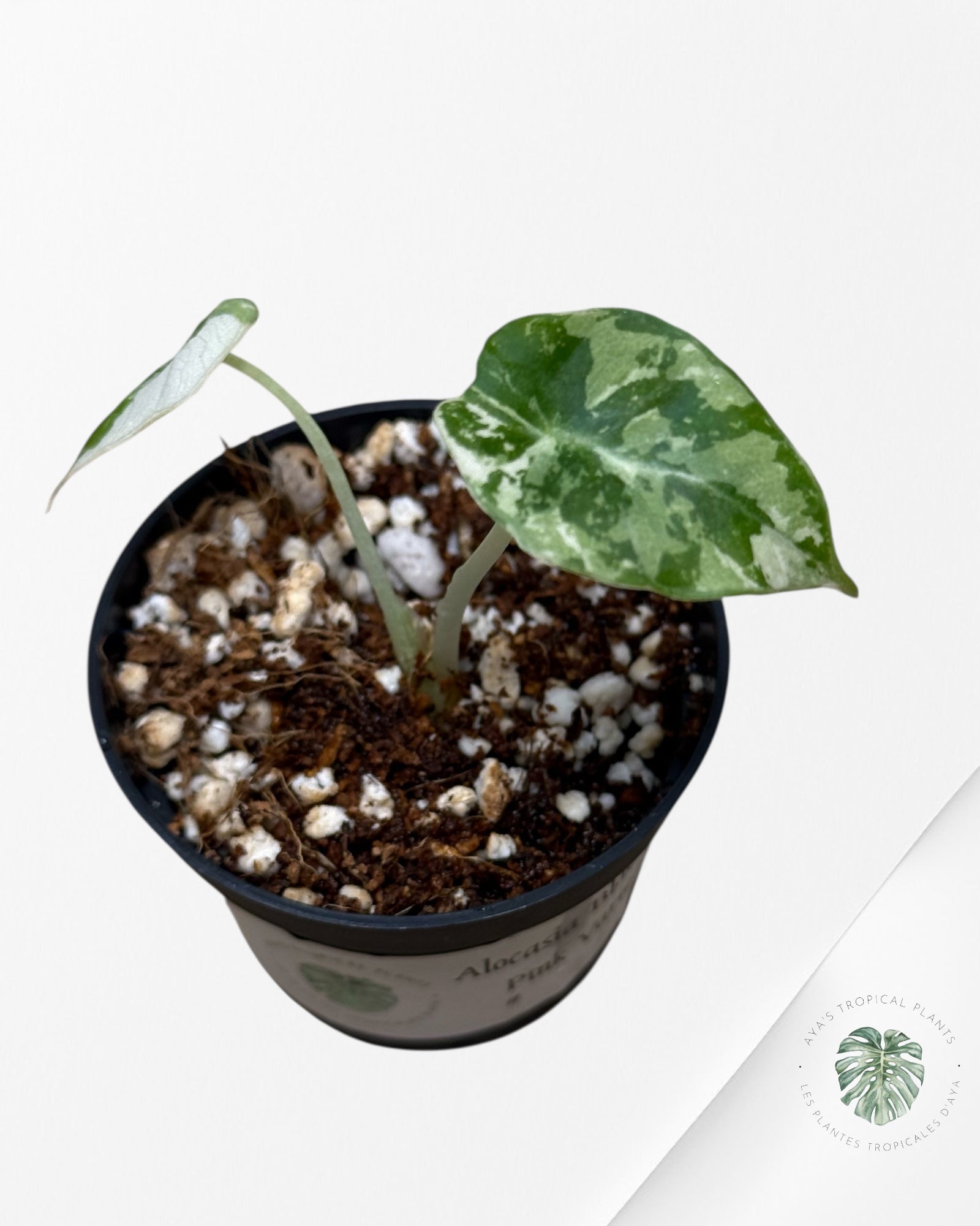 Alocasia Black Velvet Pink Variegated - 22B