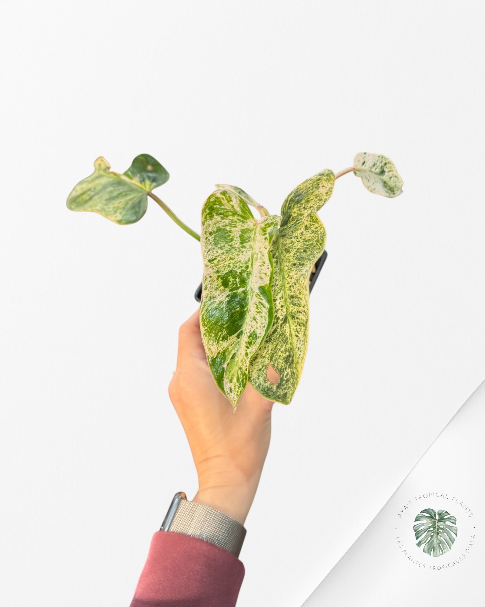 Philodendron Emerald Ice | Rare Aroid | Aya's Tropical Plants