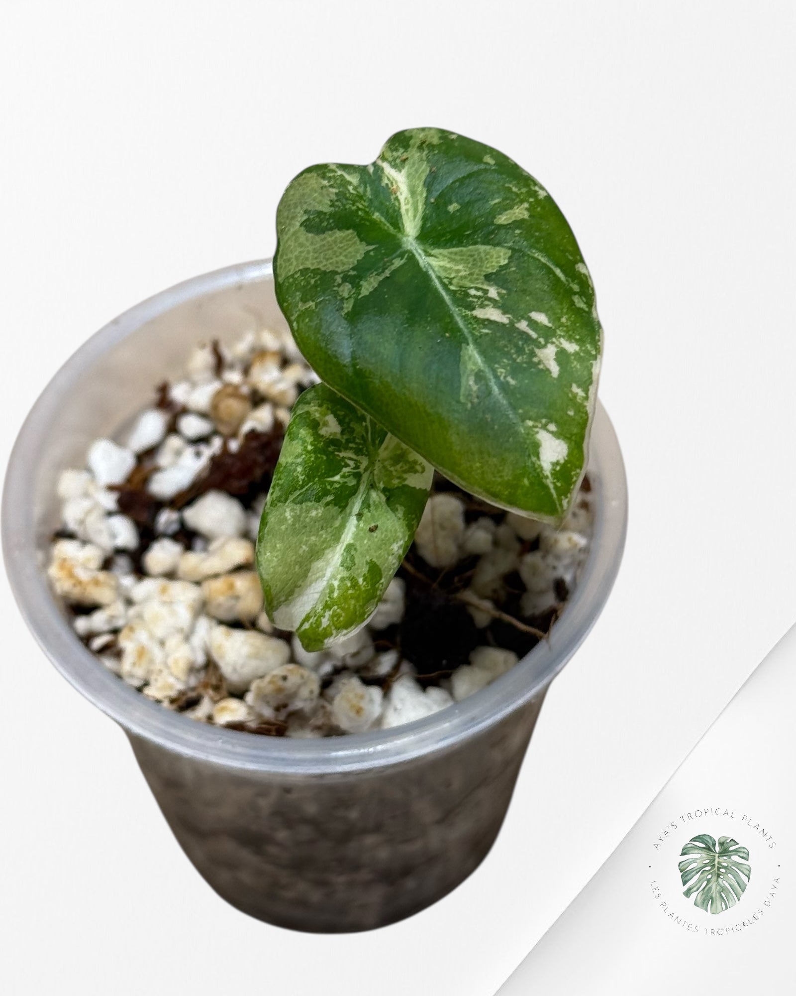 Alocasia Black Velvet Pink Variegated - 22A