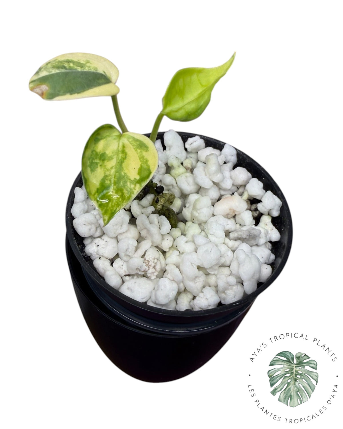 Anthurium Clarinervium Aurea Variegated