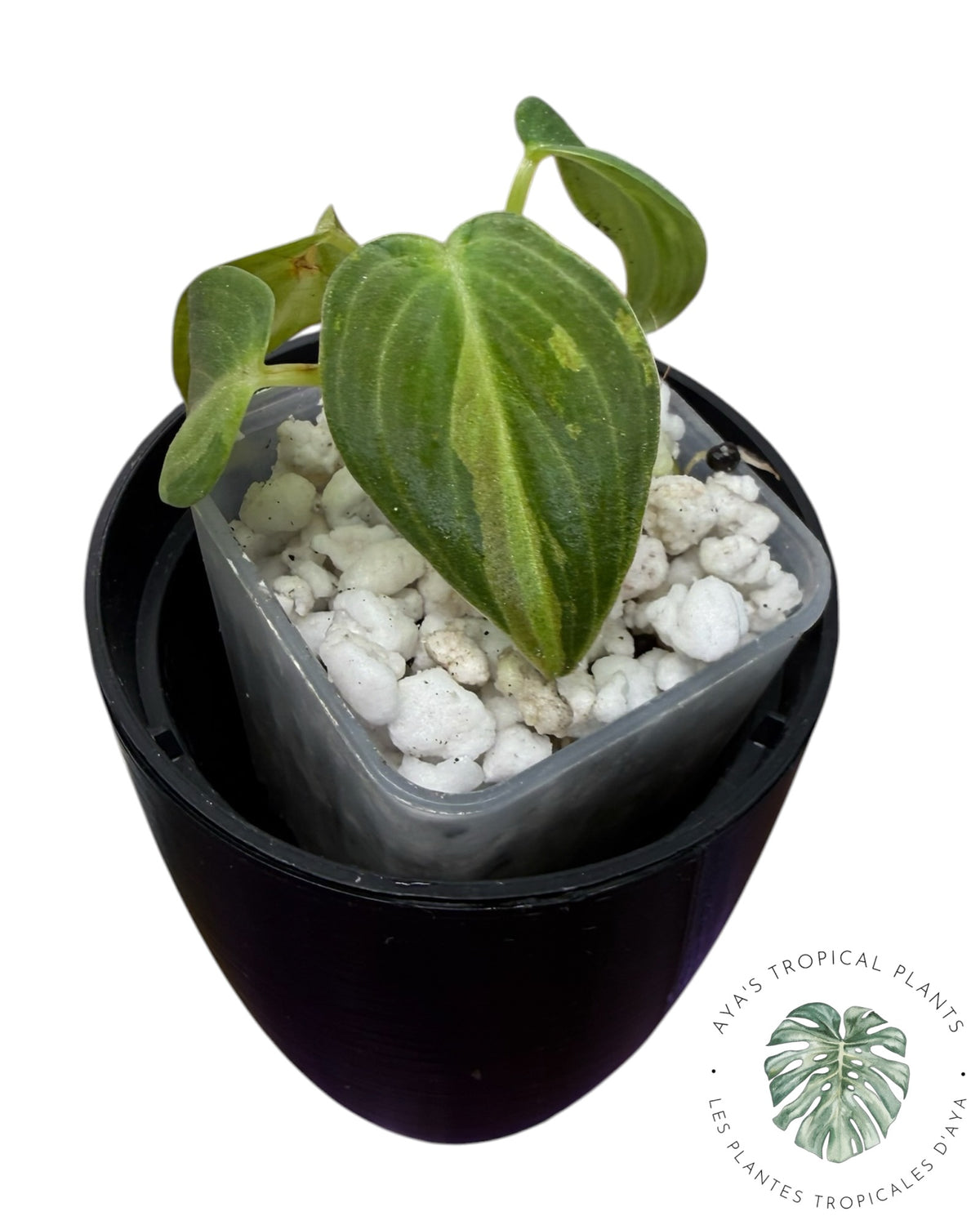 Philodendron Melanochrysum Orange