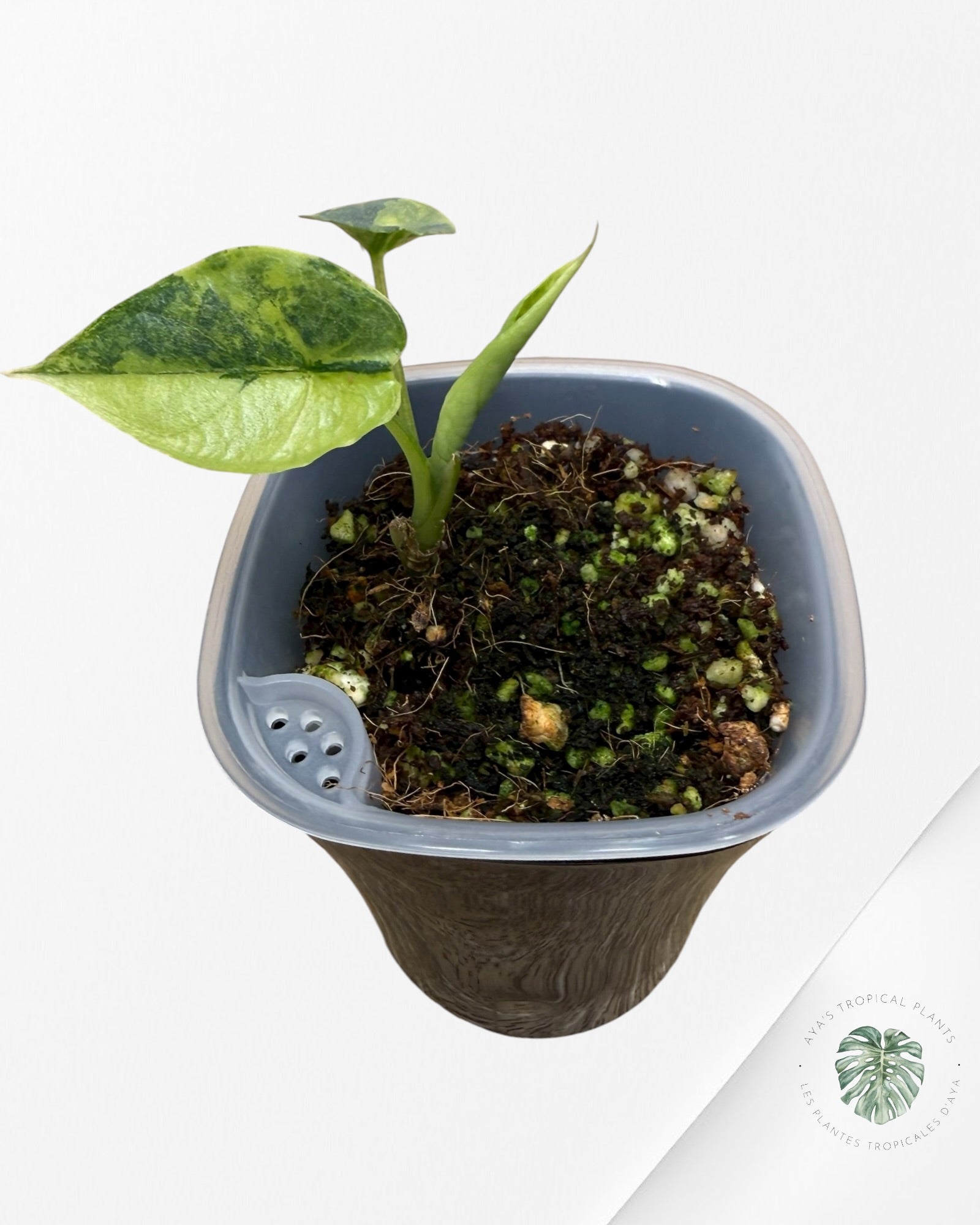 Alocasia Heterophylla "Dragons Breath" Aurea Variegated