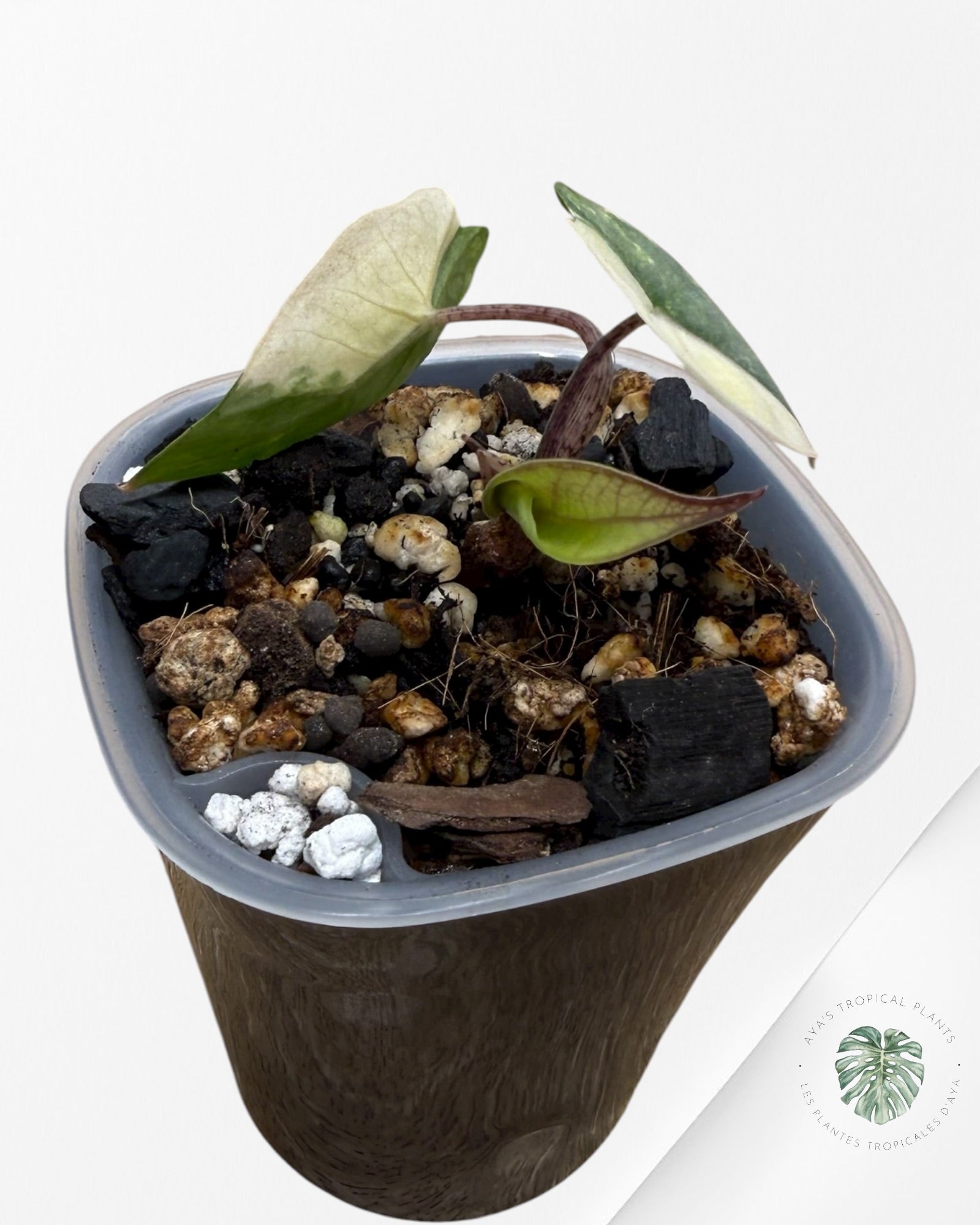 Alocasia Heterophylla Metallic  Blue Variegated