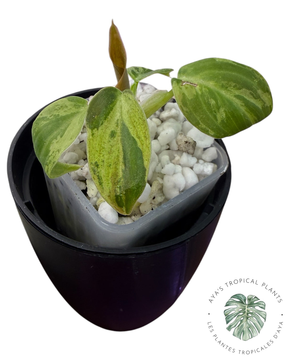 Philodendron Melanochrysum Orange