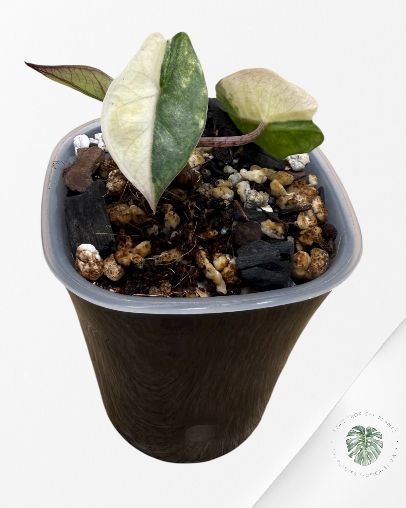 Alocasia Heterophylla Metallic  Blue Variegated