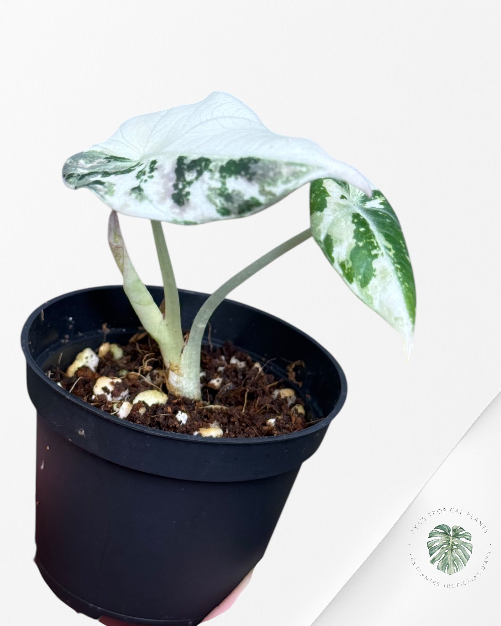 Alocasia Black Velvet Pink Variegated - 6