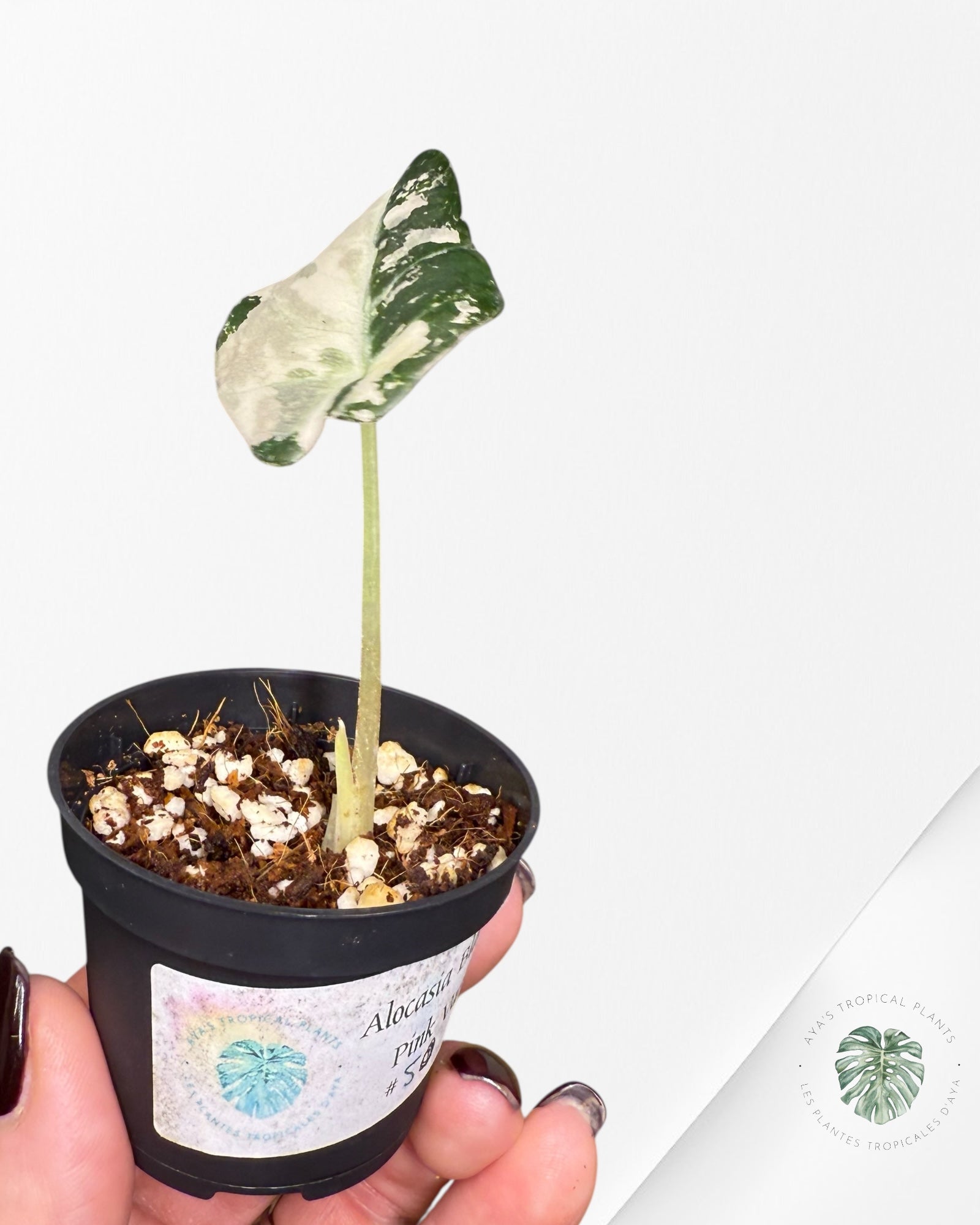 Alocasia Black Velvet Pink Variegated - 50
