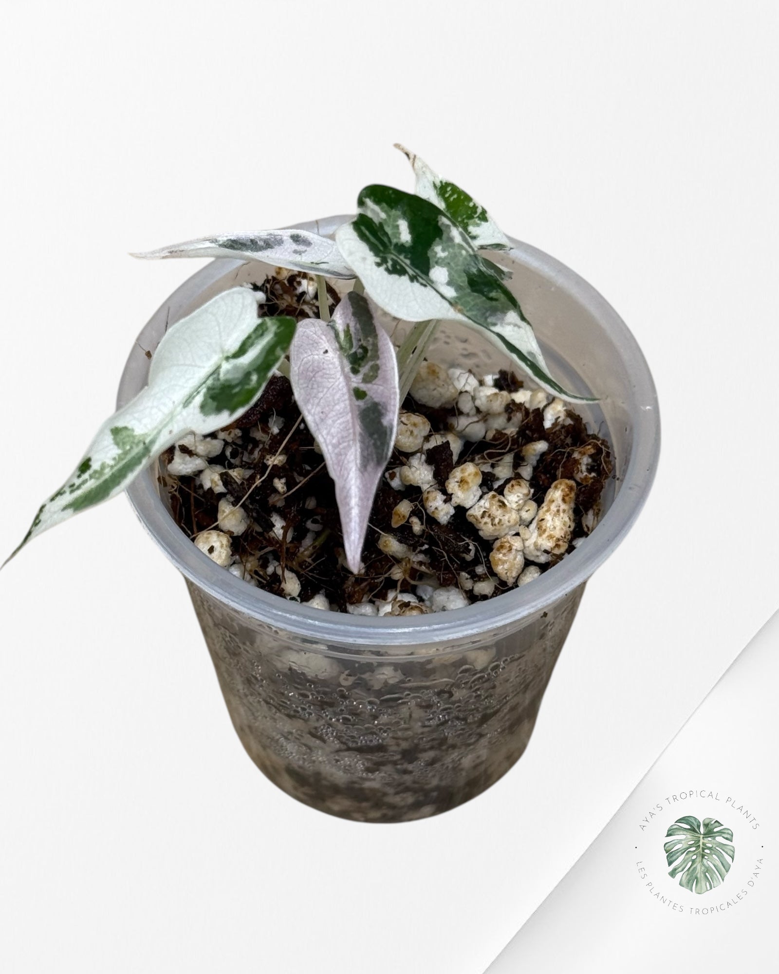 Alocasia Bambino Variegated (pink) - 22G