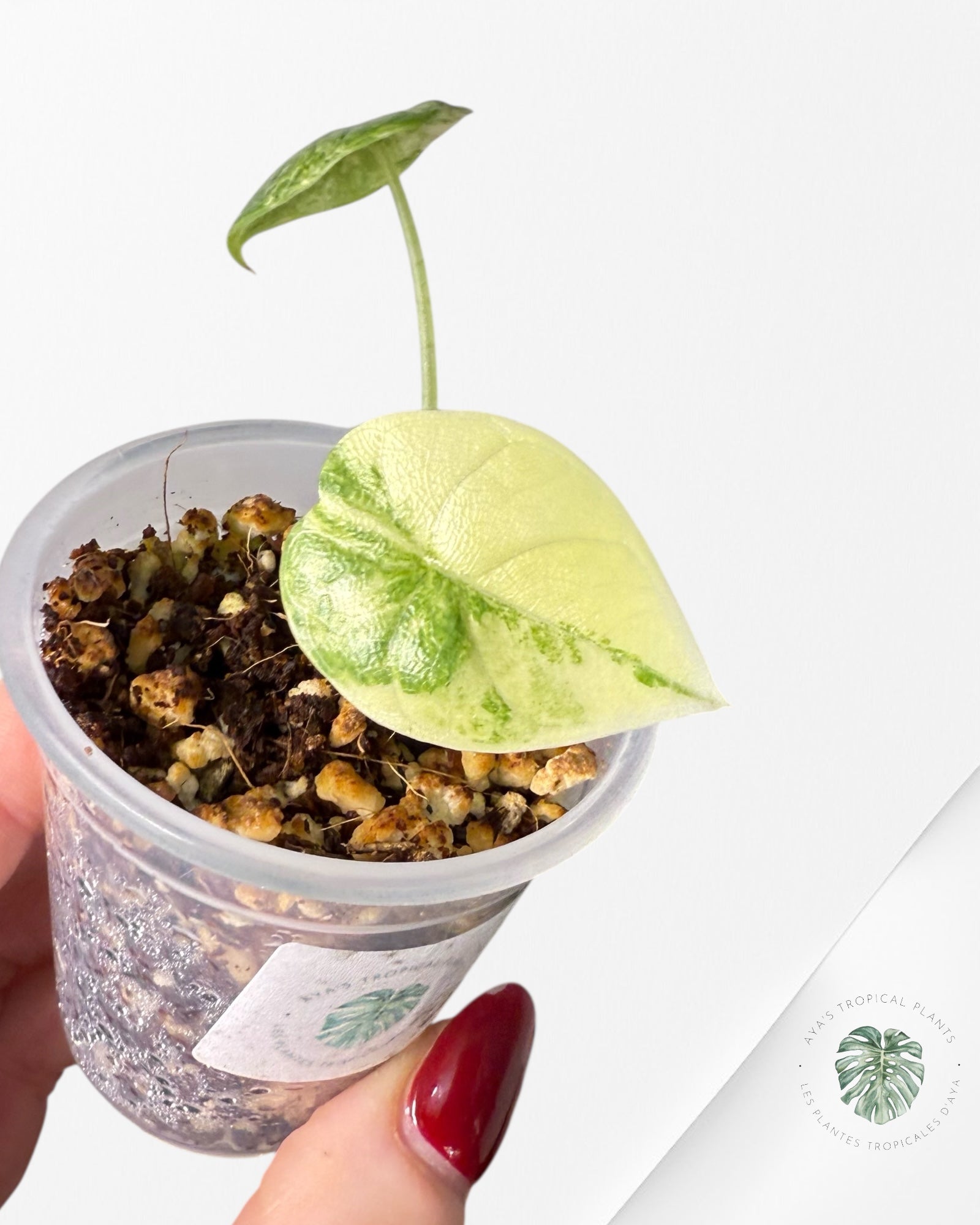 Alocasia Melo Variegated Aurea| Rare TC Plant| Aya's Tropical Plants