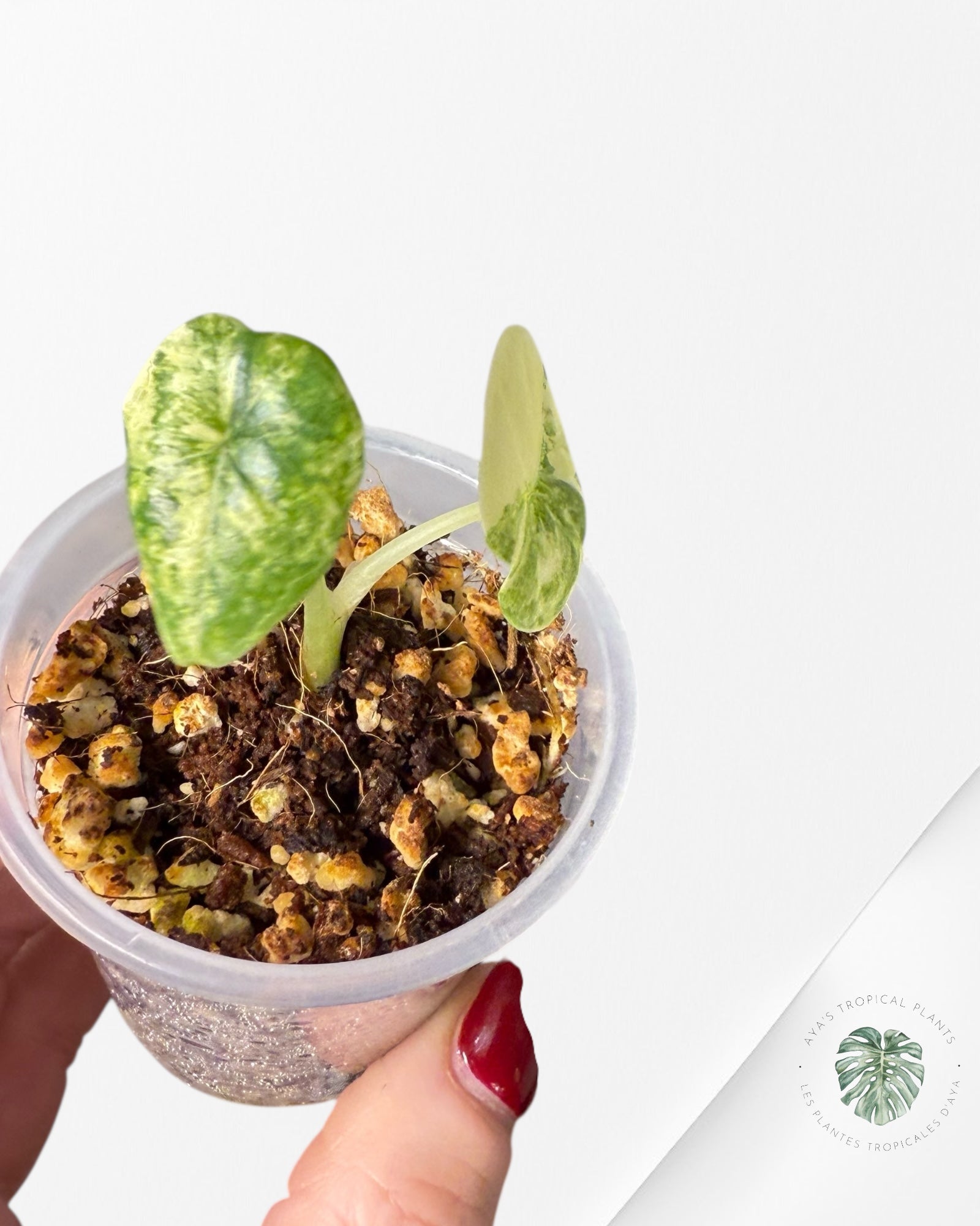 Alocasia Melo Variegated Aurea| Rare TC Plant| Aya's Tropical Plants