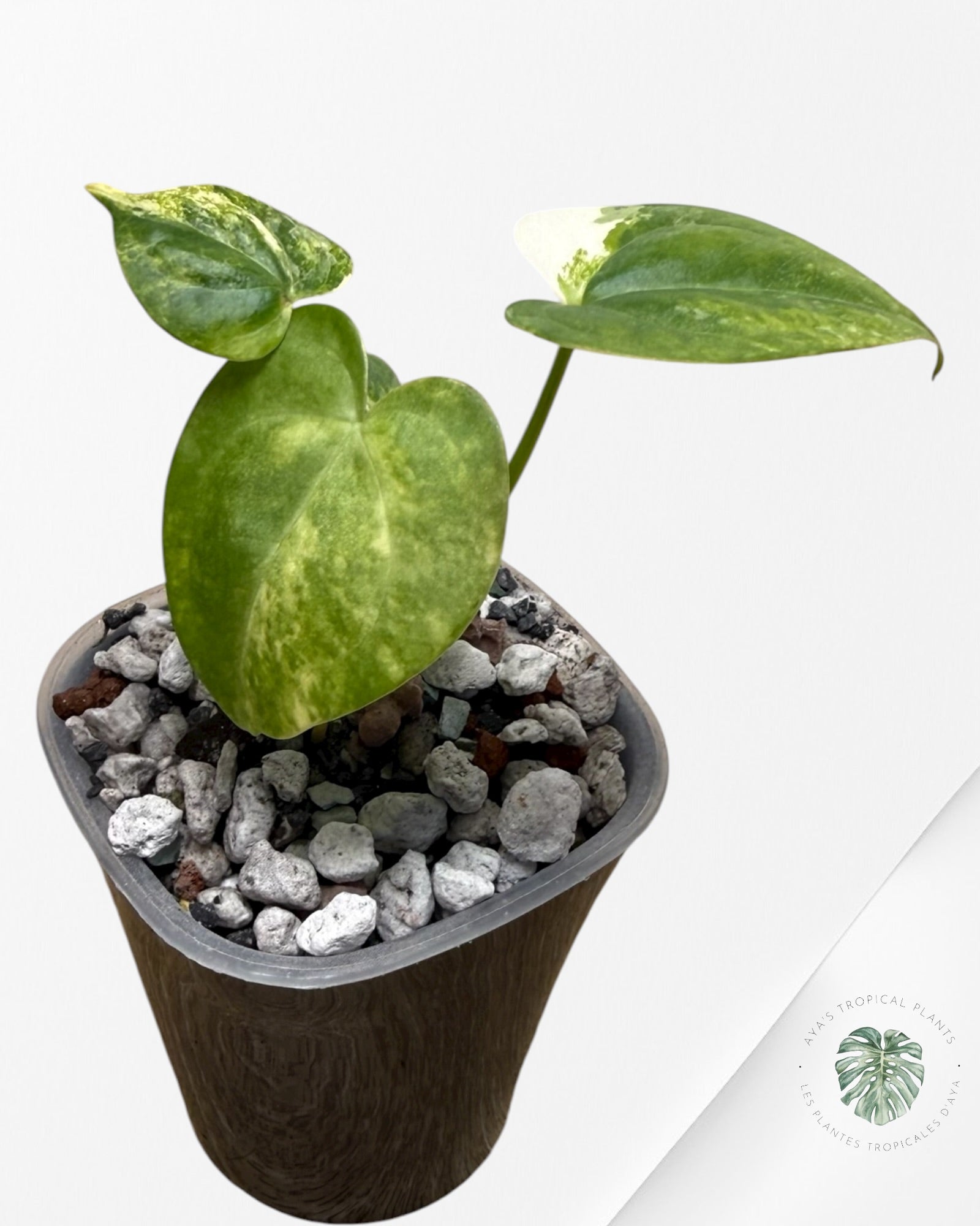 Anthurium Clarinervium Aurea Variegated