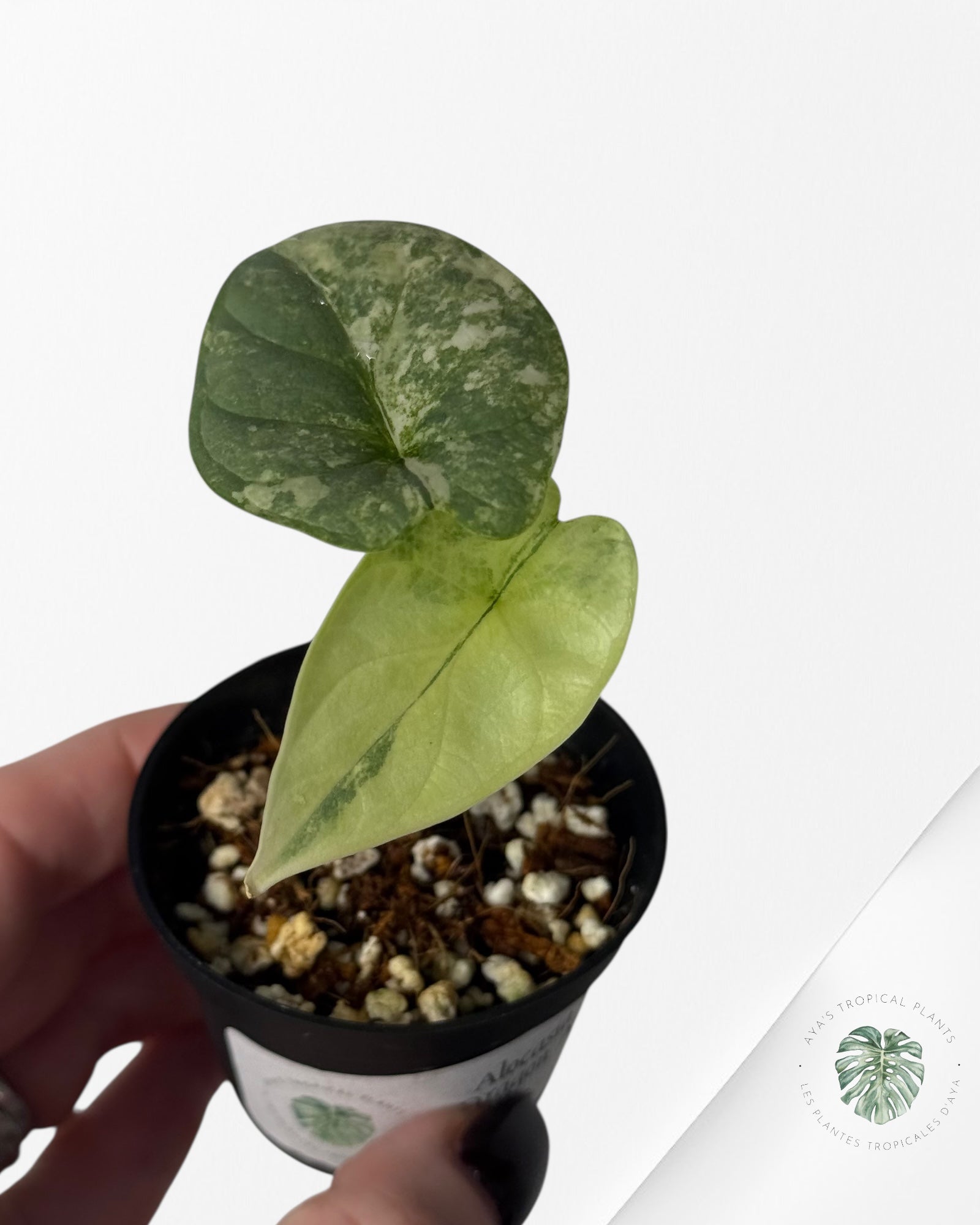 Alocasia Silver Dragon Variegated Aurea -SS
