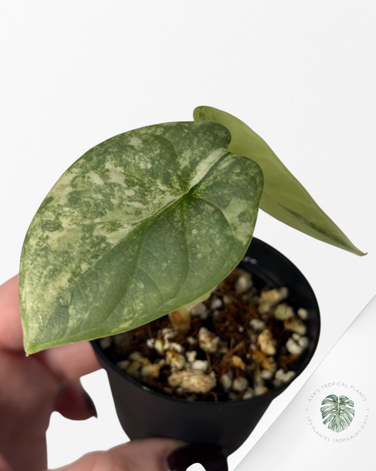 Alocasia Silver Dragon Variegated Aurea -SS