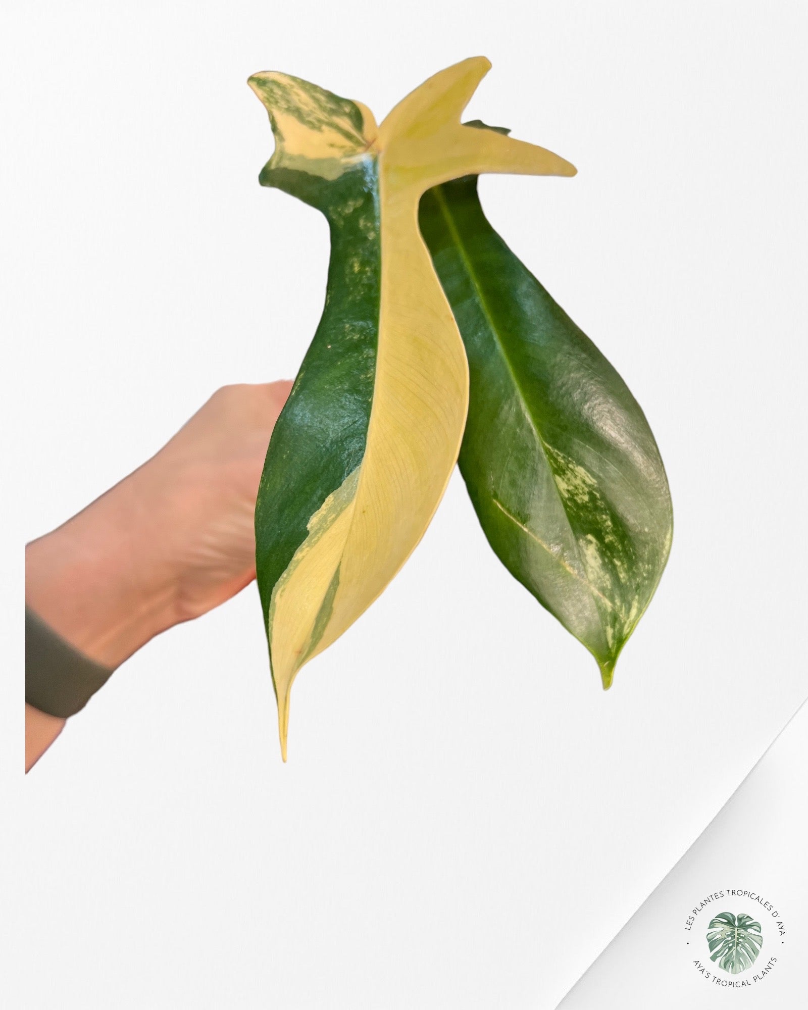 Philodendron Florida Beauty-M232 