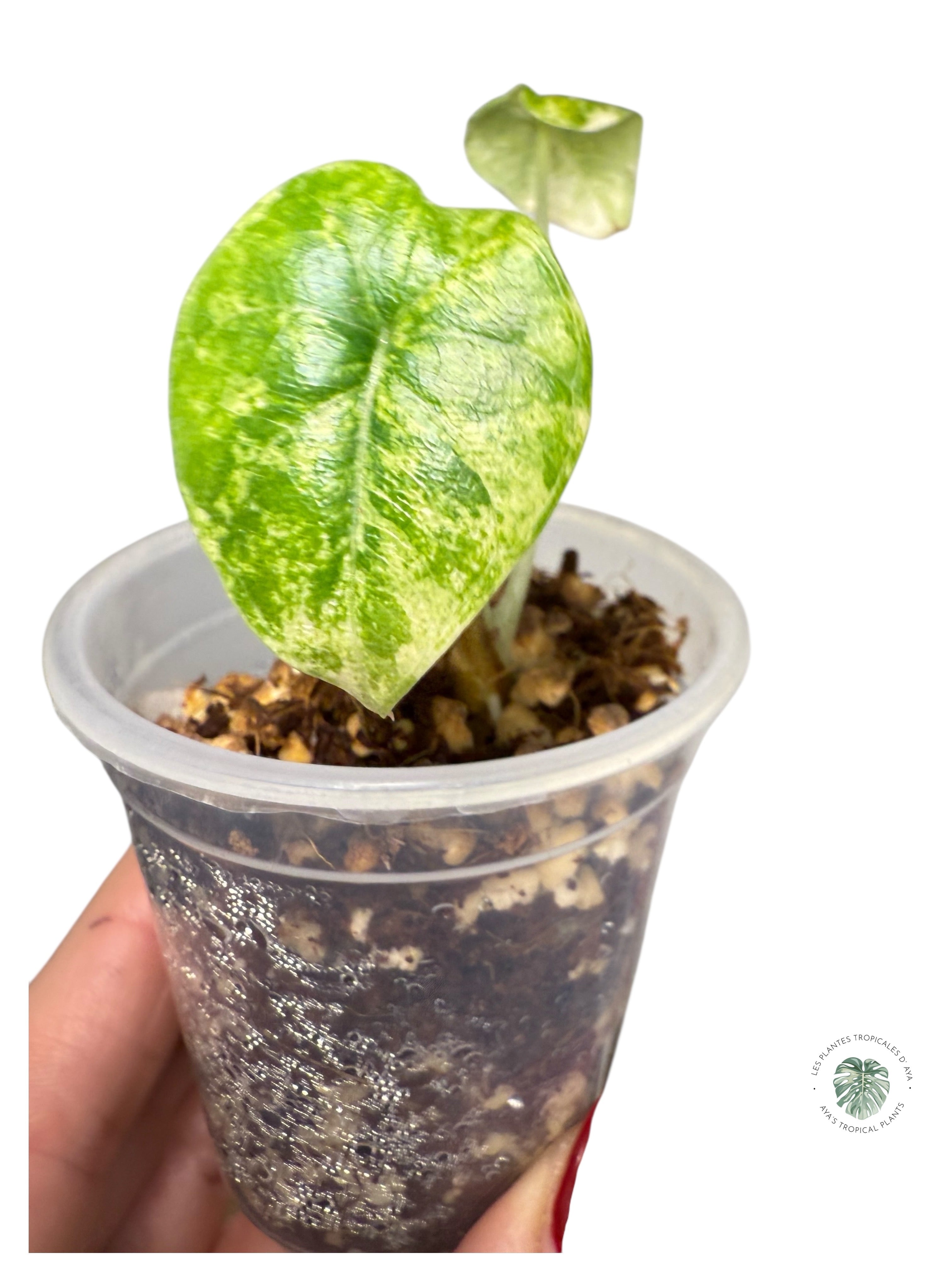 Alocasia Melo Variegated Aurea| Rare TC Plant| Aya's Tropical Plants