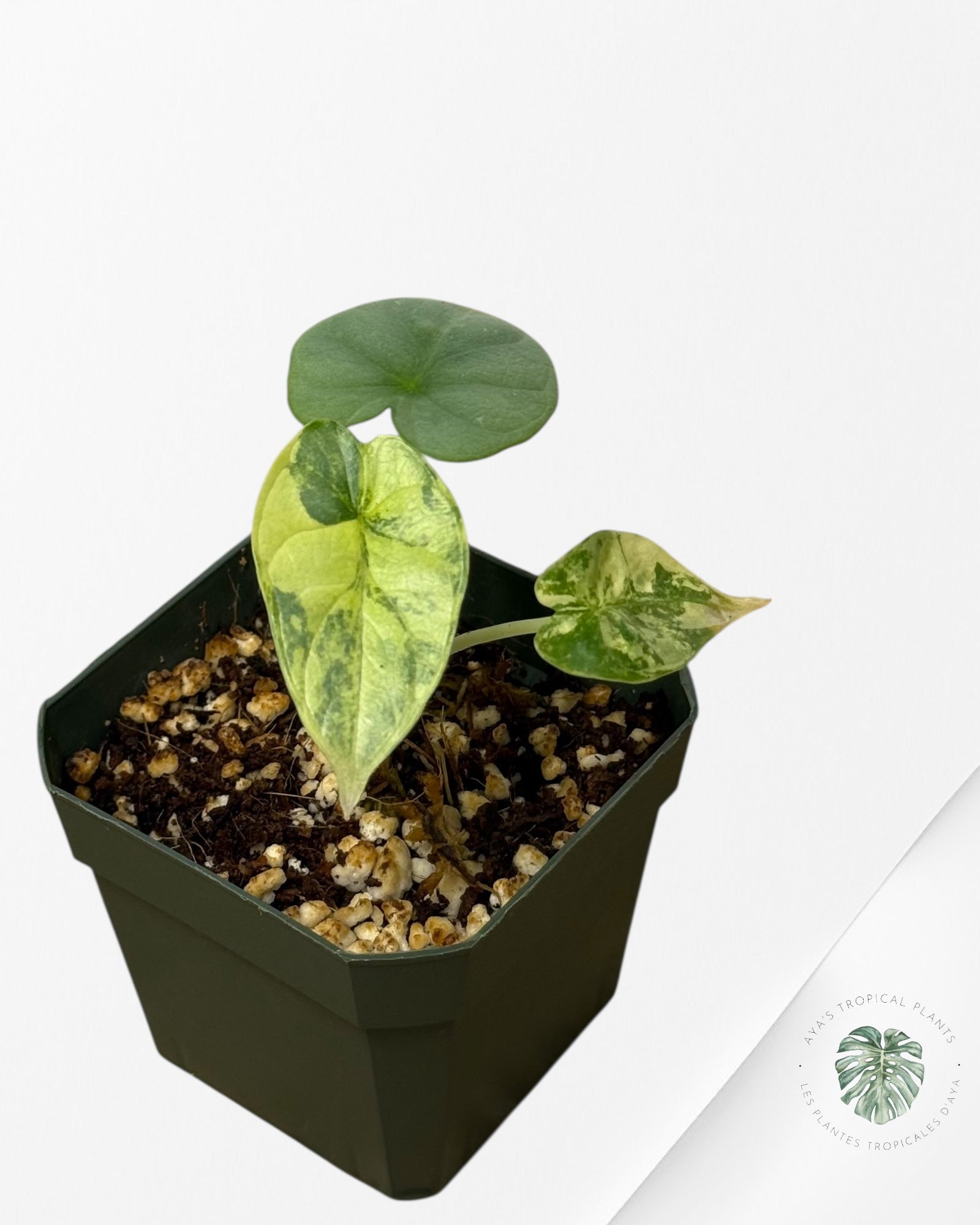 Alocasia Silver Dragon Variegated Aurea -AA
