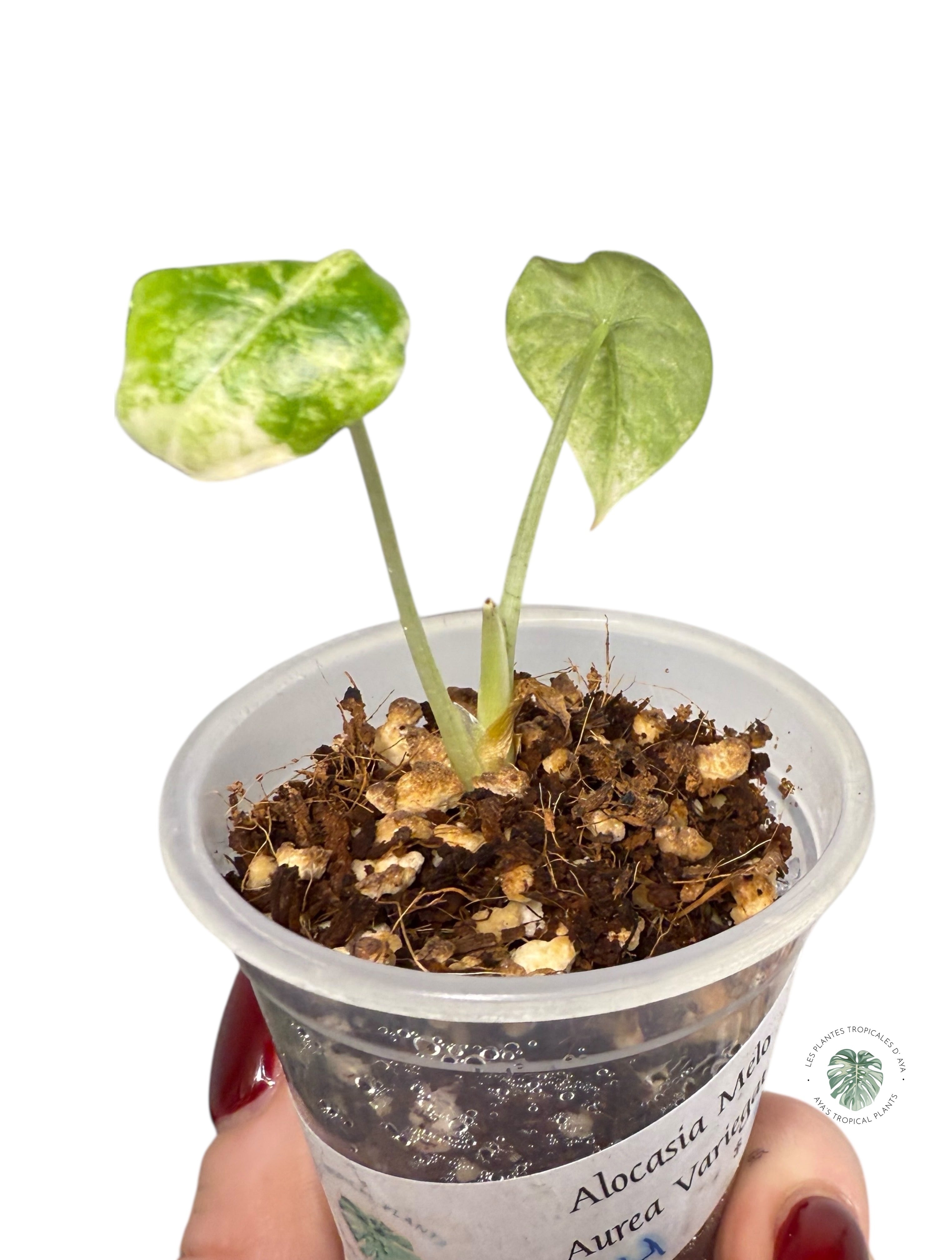 Alocasia Melo Variegated Aurea| Rare TC Plant| Aya's Tropical Plants