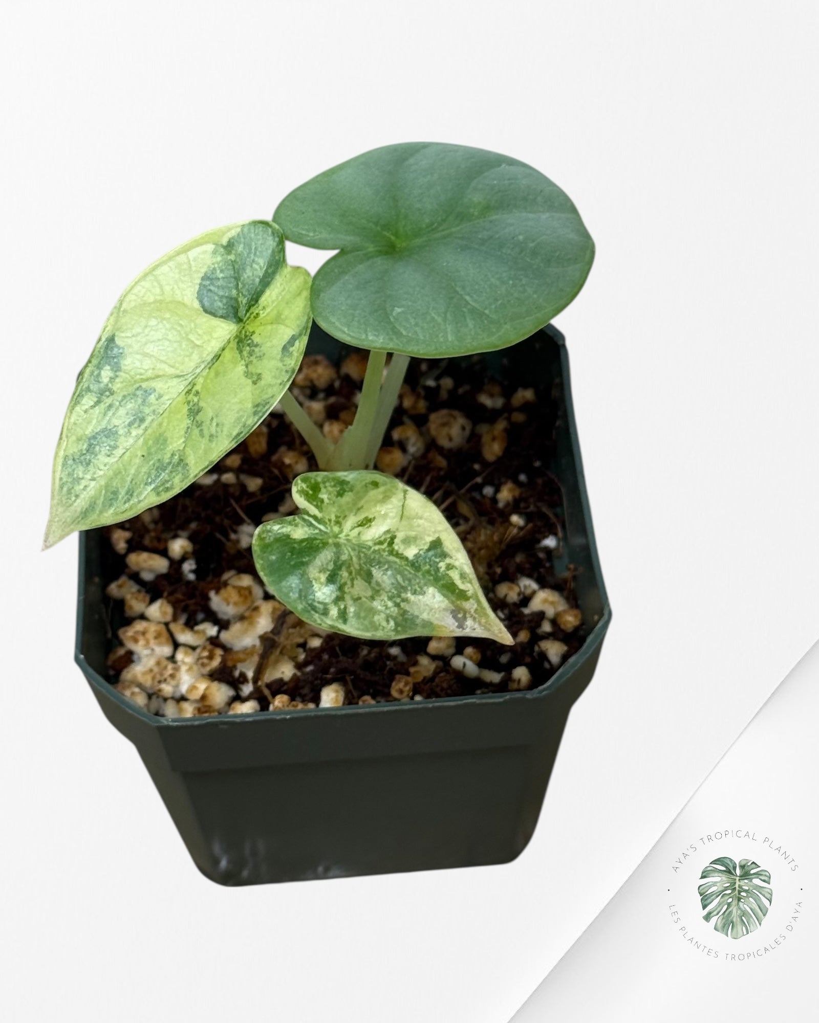 Alocasia Silver Dragon Variegated Aurea -AA