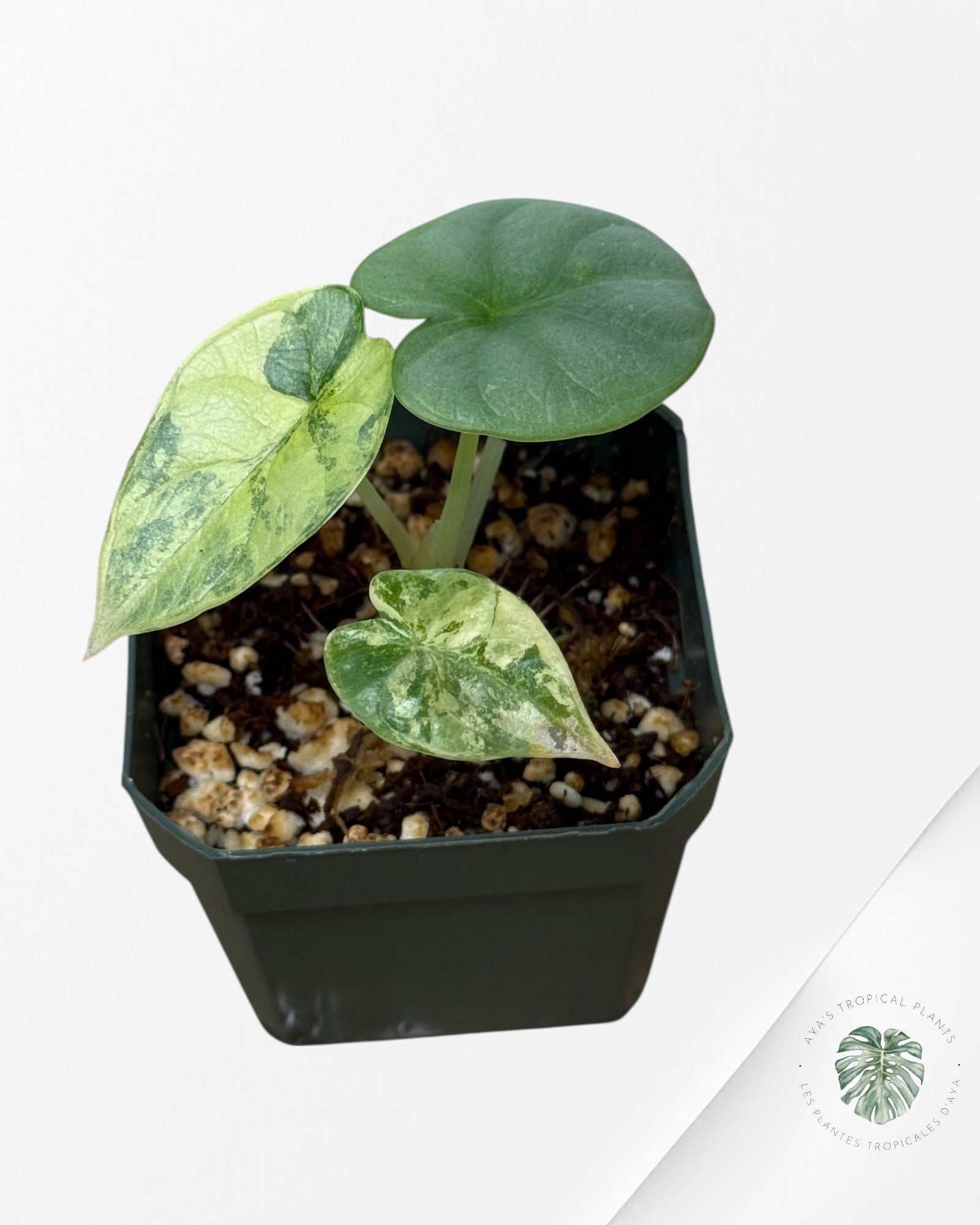 Alocasia Silver Dragon Variegated Aurea -AA