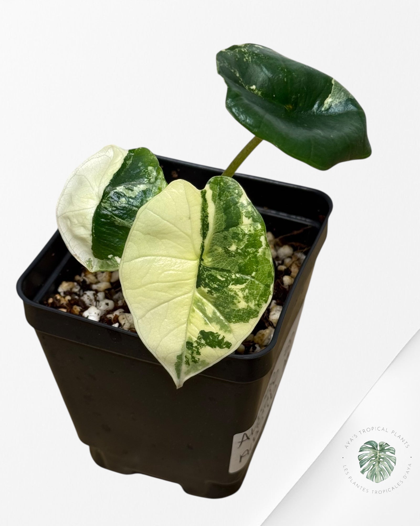 Alocasia Bisma sp. 'Platinum' Albo Variegated
- AA