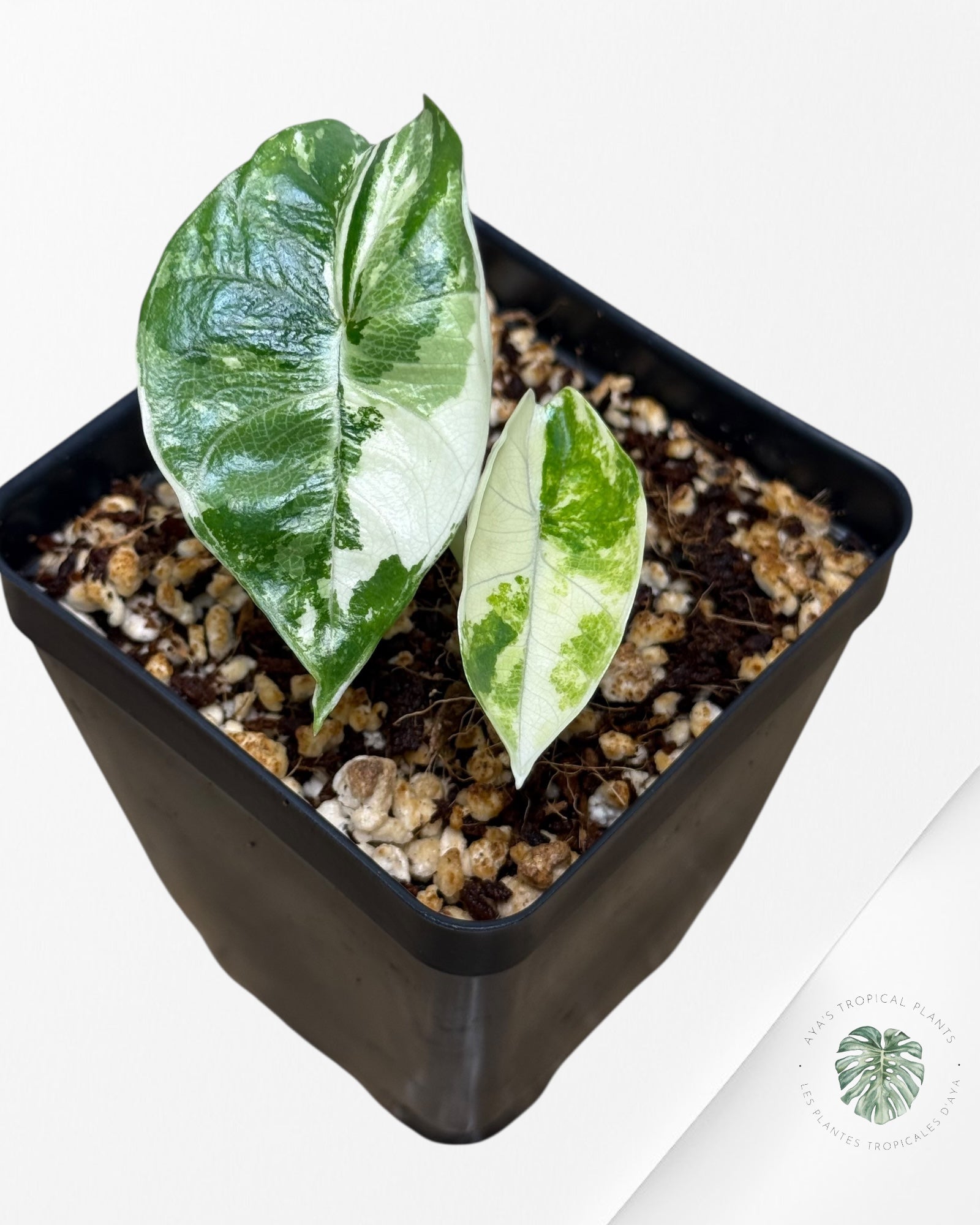 Alocasia Bisma sp. 'Platinum' Albo Variegated - P60