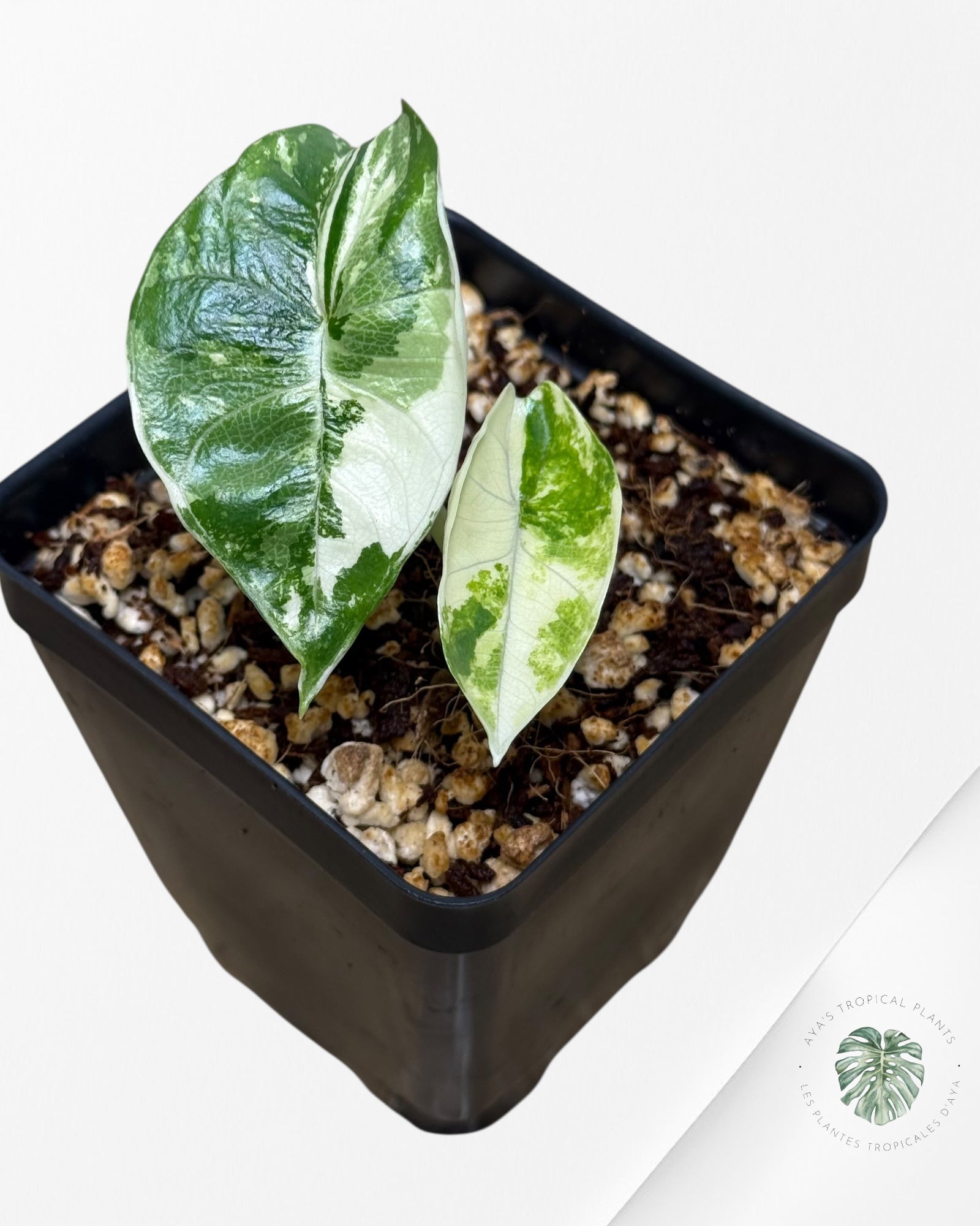 Alocasia Bisma sp. 'Platinum' Albo Variegated - P60