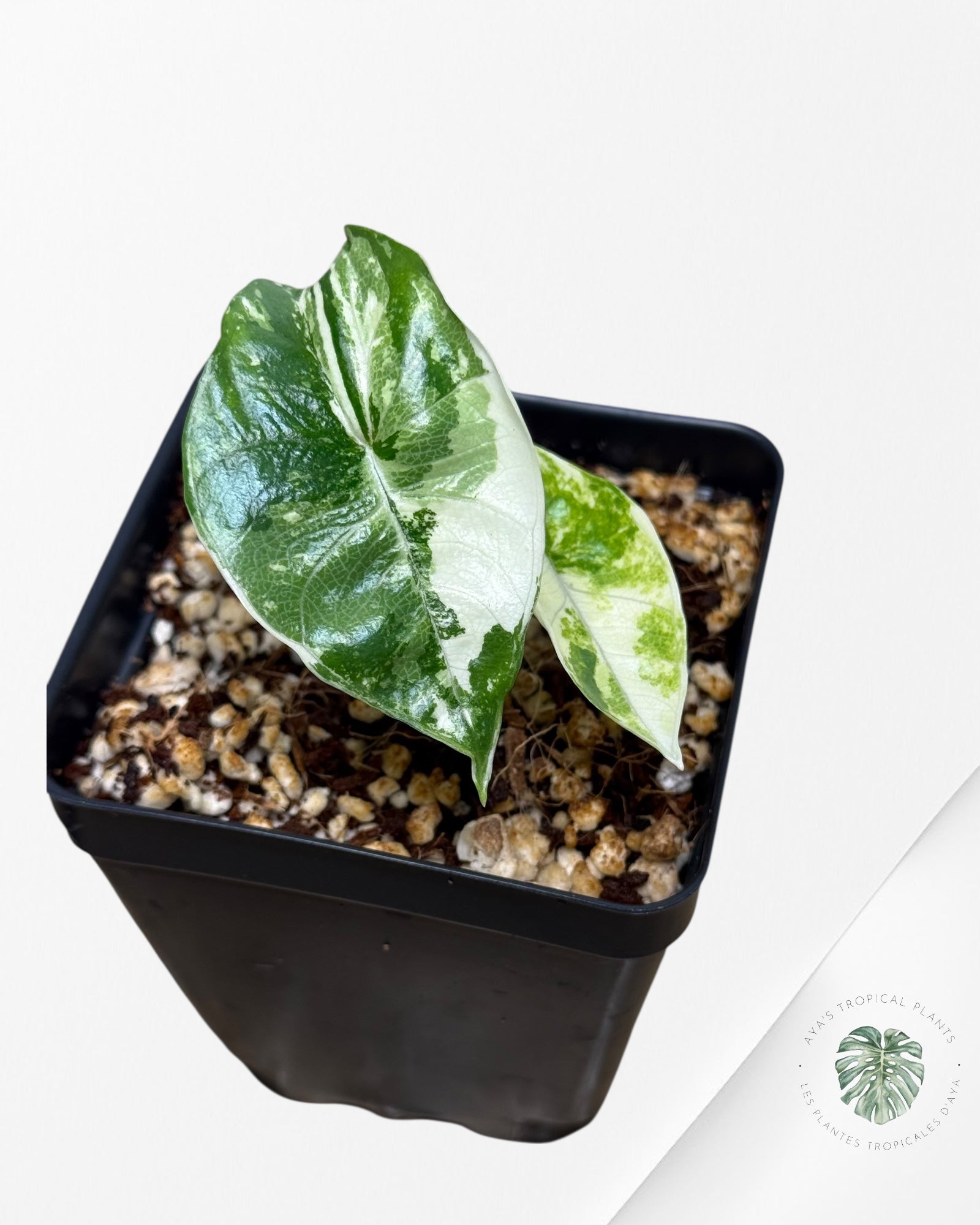 Alocasia Bisma sp. 'Platinum' Albo Variegated - P60