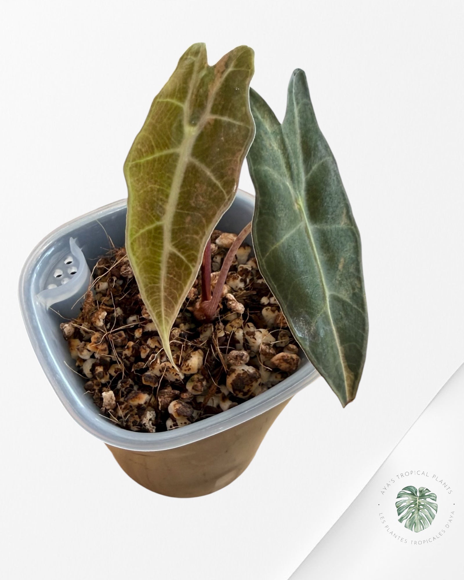 Alocasia Sanderiana 'Bull' Aurea Variegated