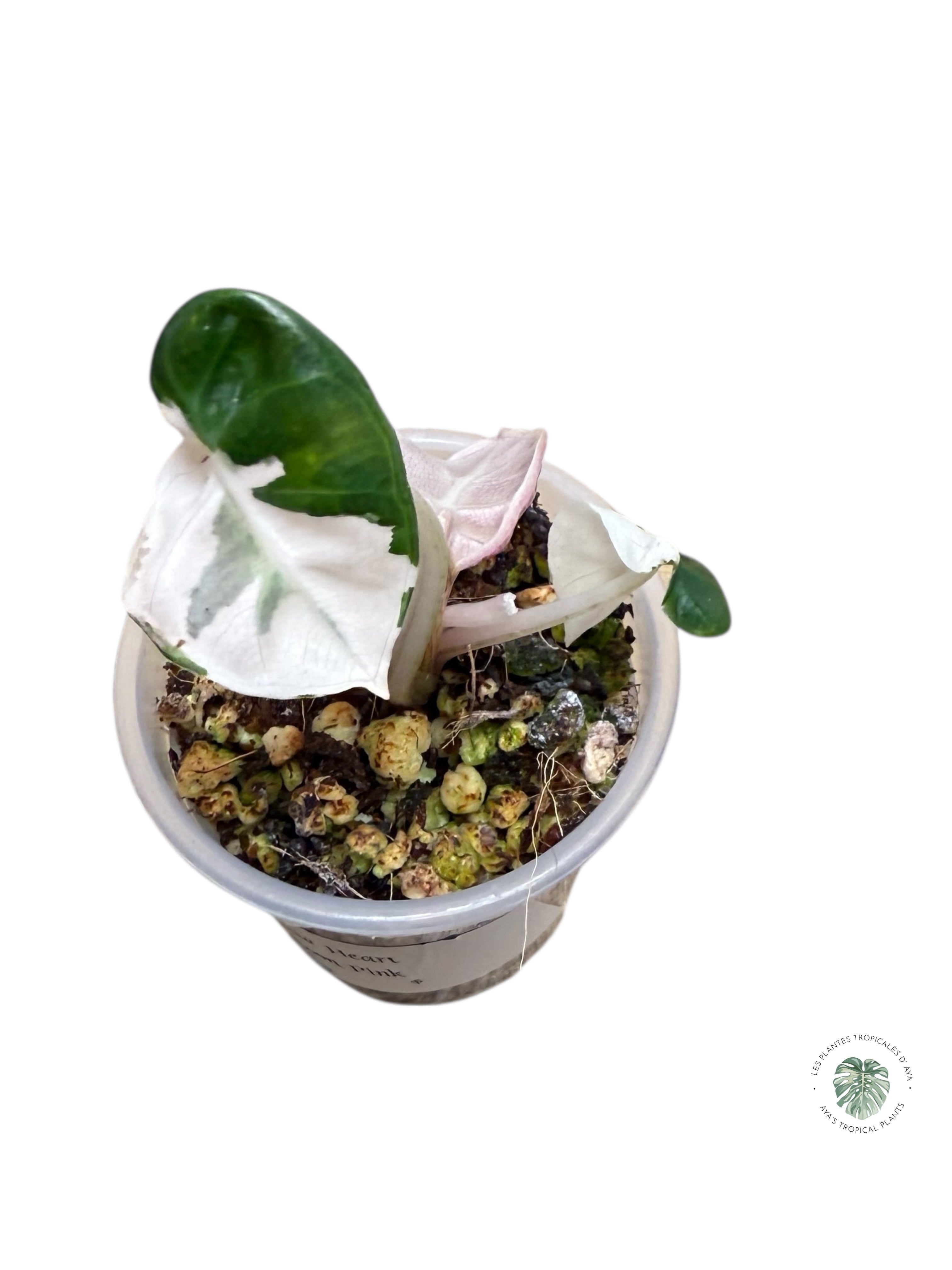 Alocasia Heart Balloon Pink variegated| Rare TC Plant| Aya's Tropical Plants