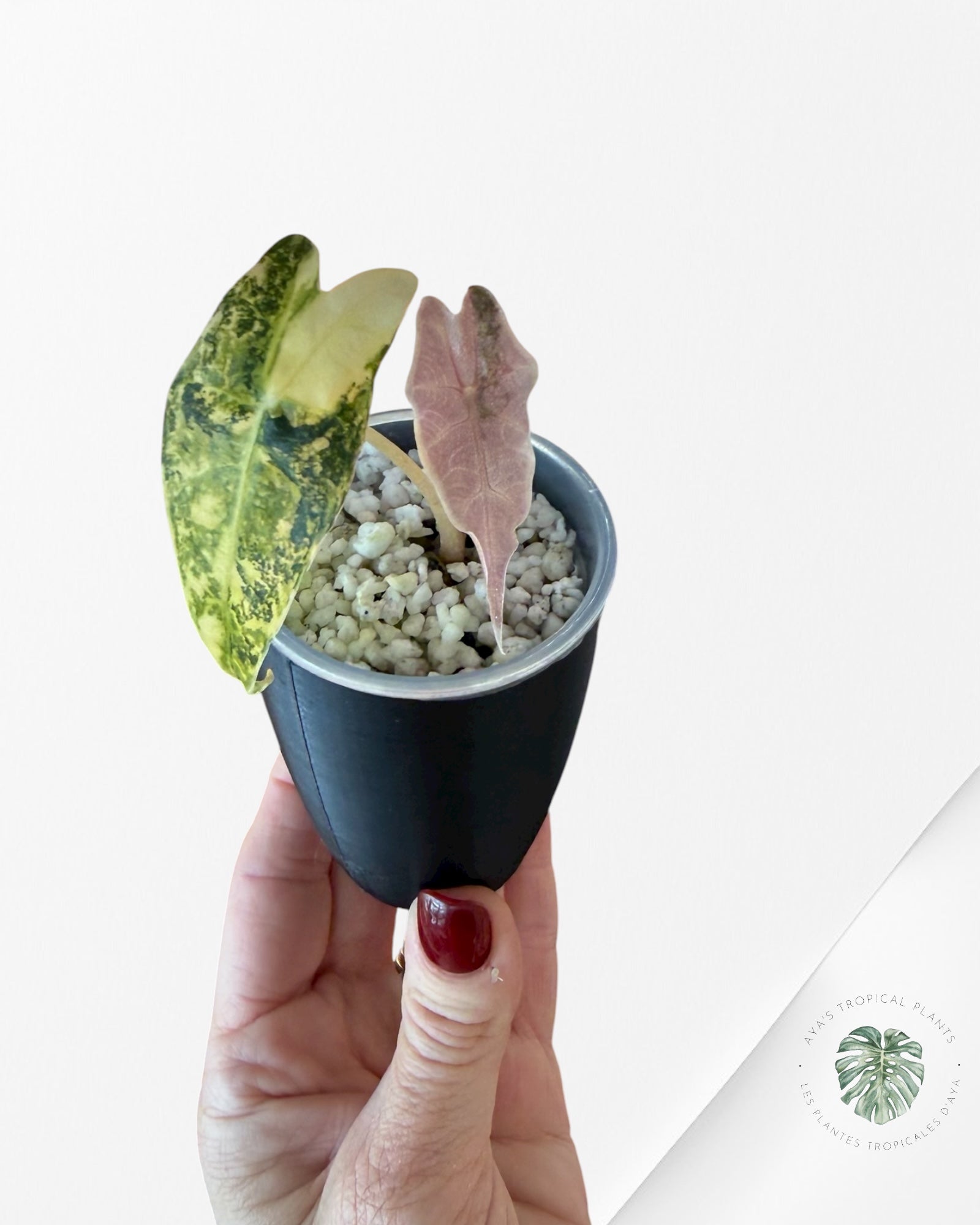 Alocasia Sanderiana ‘Bull’ Aurea Variegated