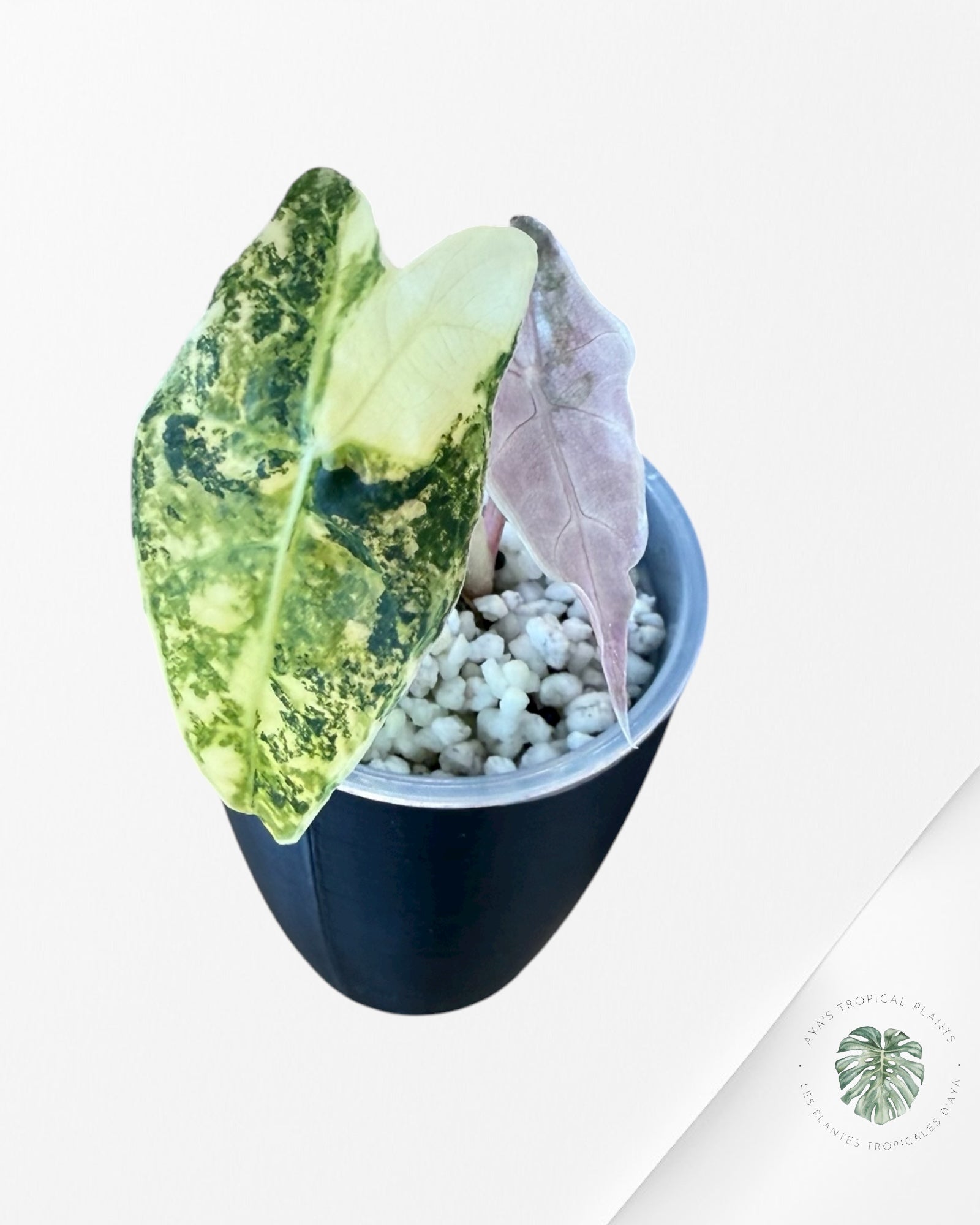 Alocasia Sanderiana ‘Bull’ Aurea Variegated