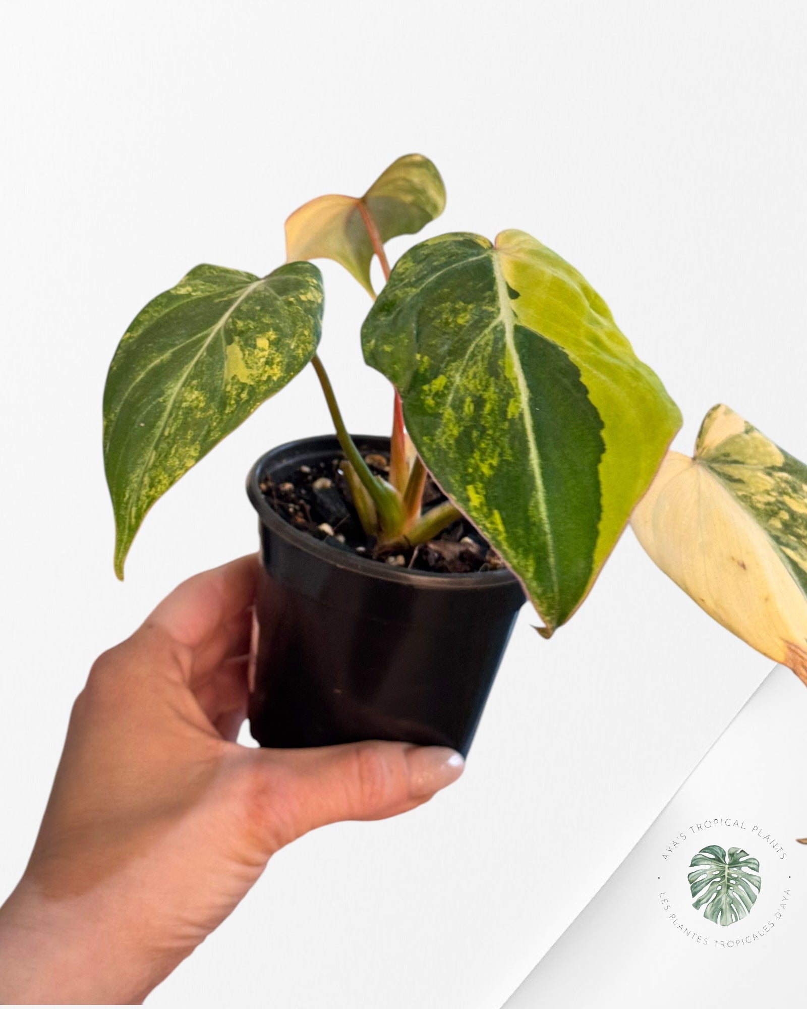 Philodendron Gloriosum Variagated - PG1