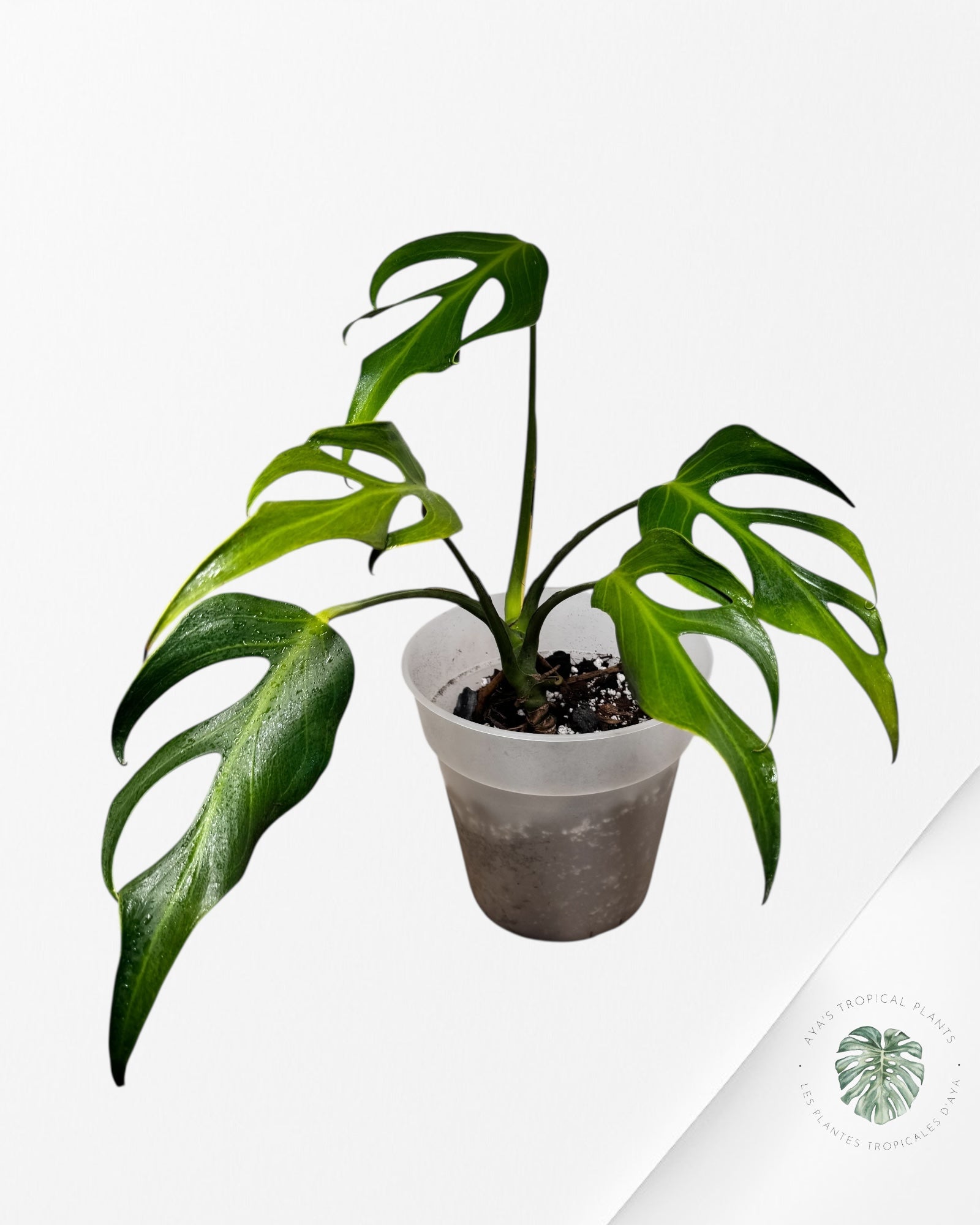 Monstera Burle Marx Flame (large) - V