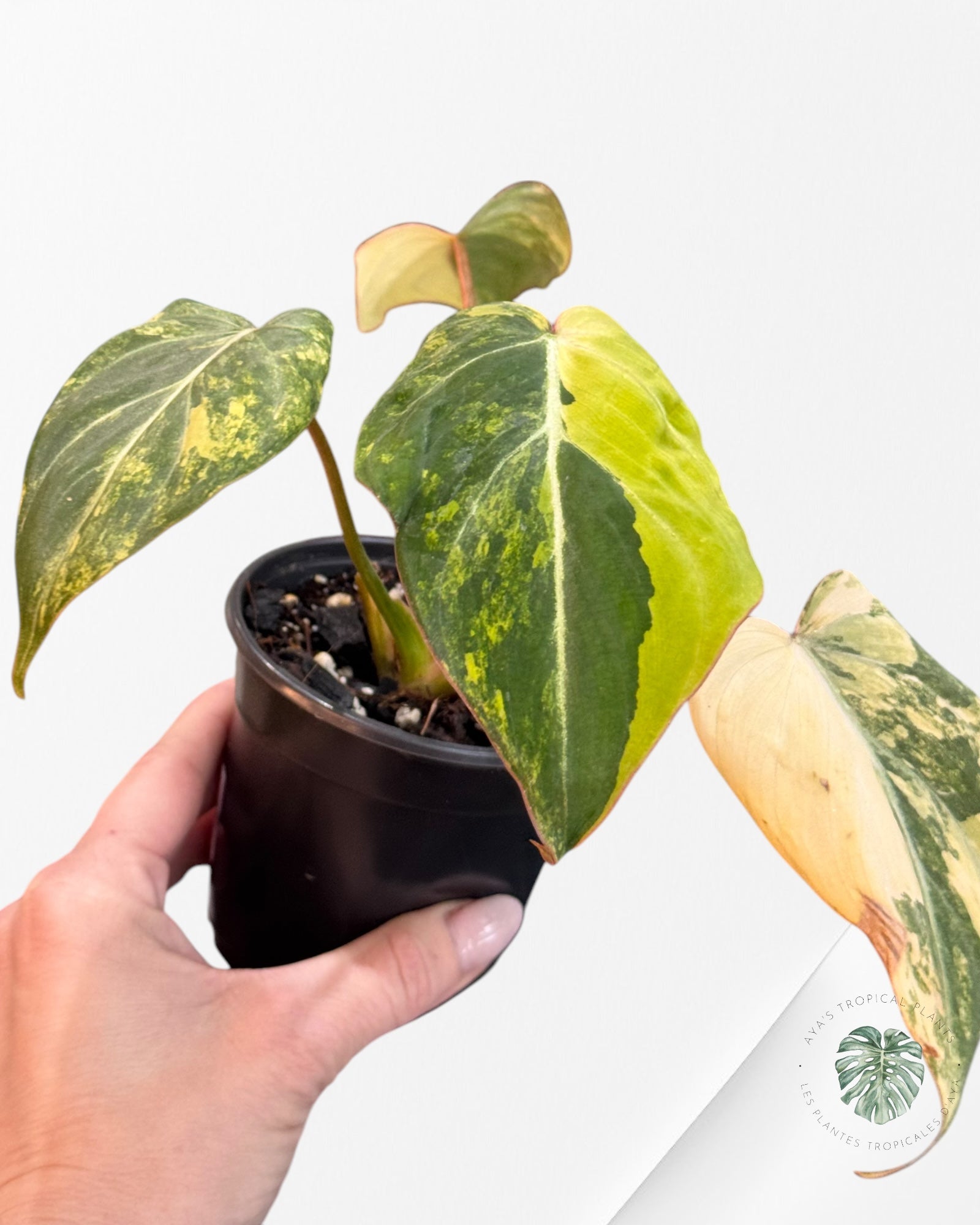 Philodendron Gloriosum Variagated - PG1