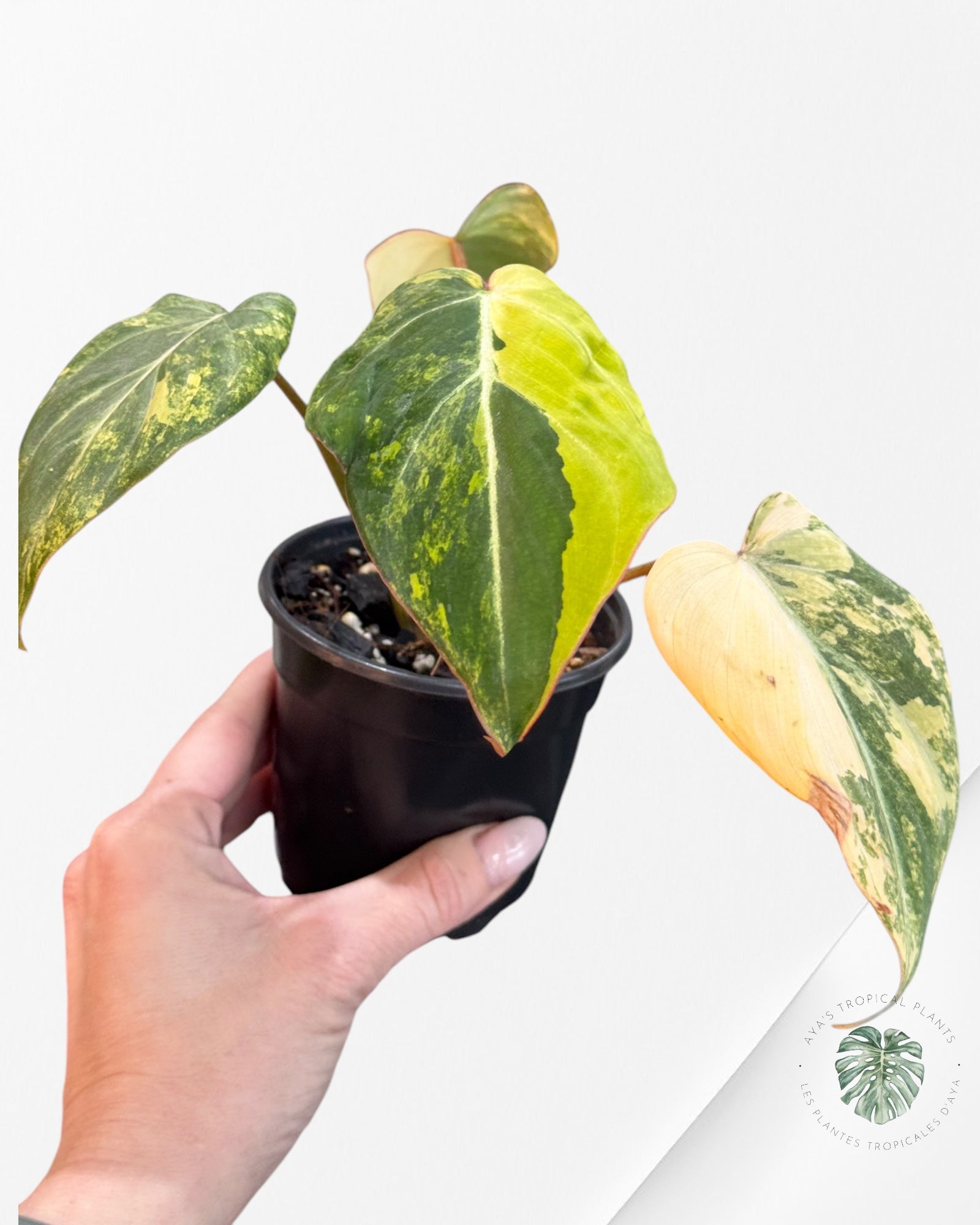 Philodendron Gloriosum Variagated - PG1