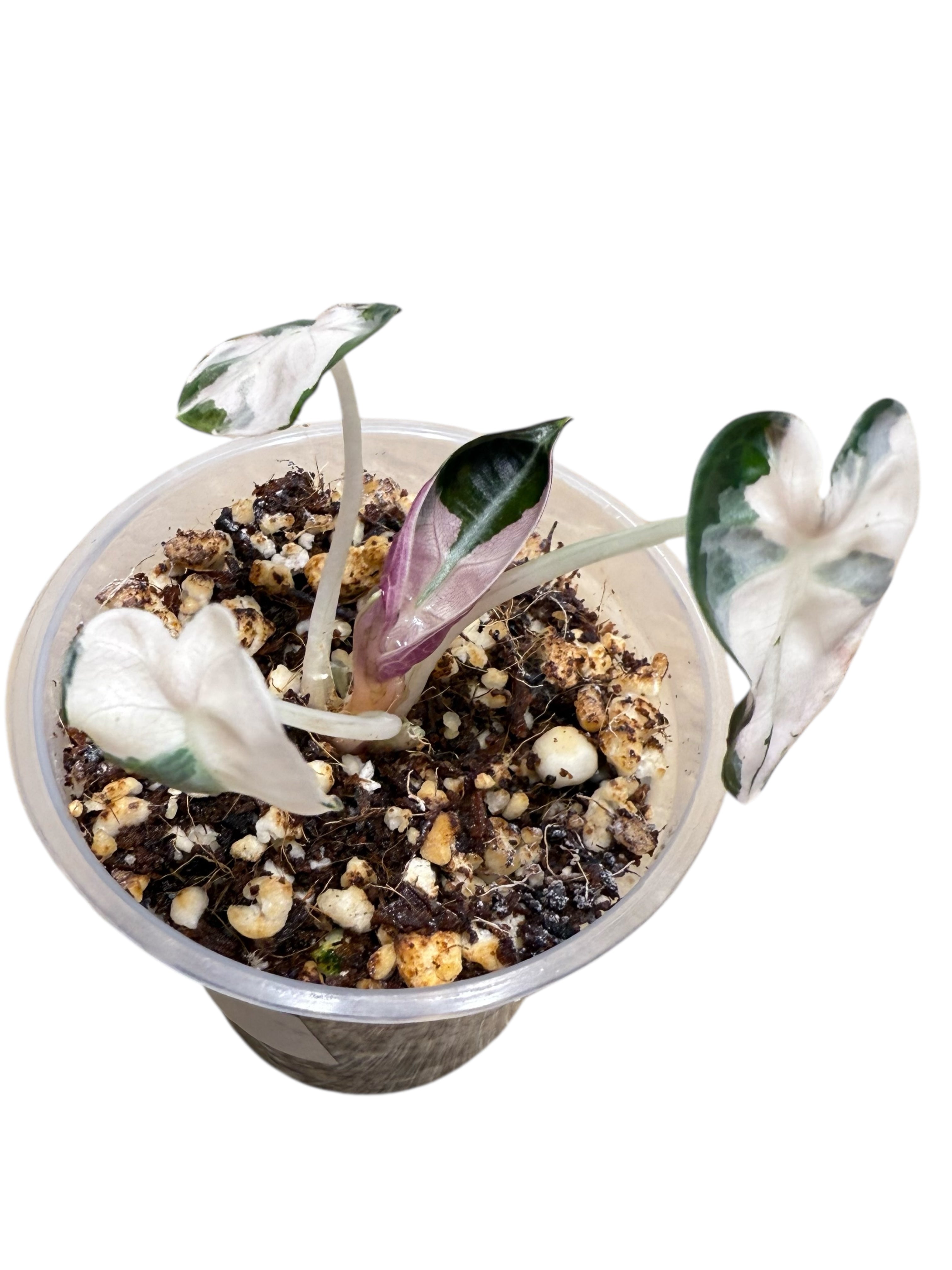 Alocasia Heart Balloon Pink variegated| Rare TC Plant| Aya's Tropical Plants