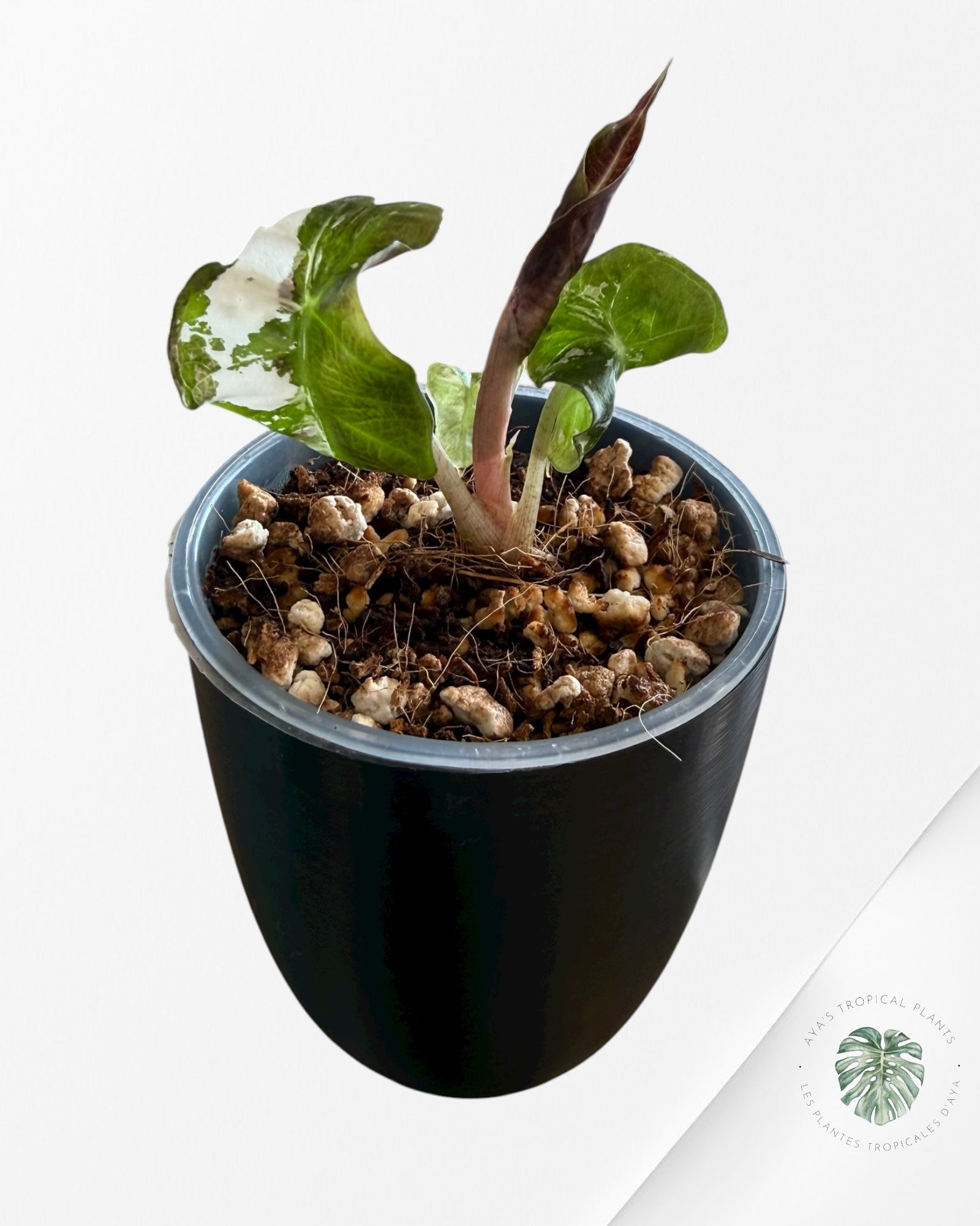 Alocasia Polly Pink Variegated