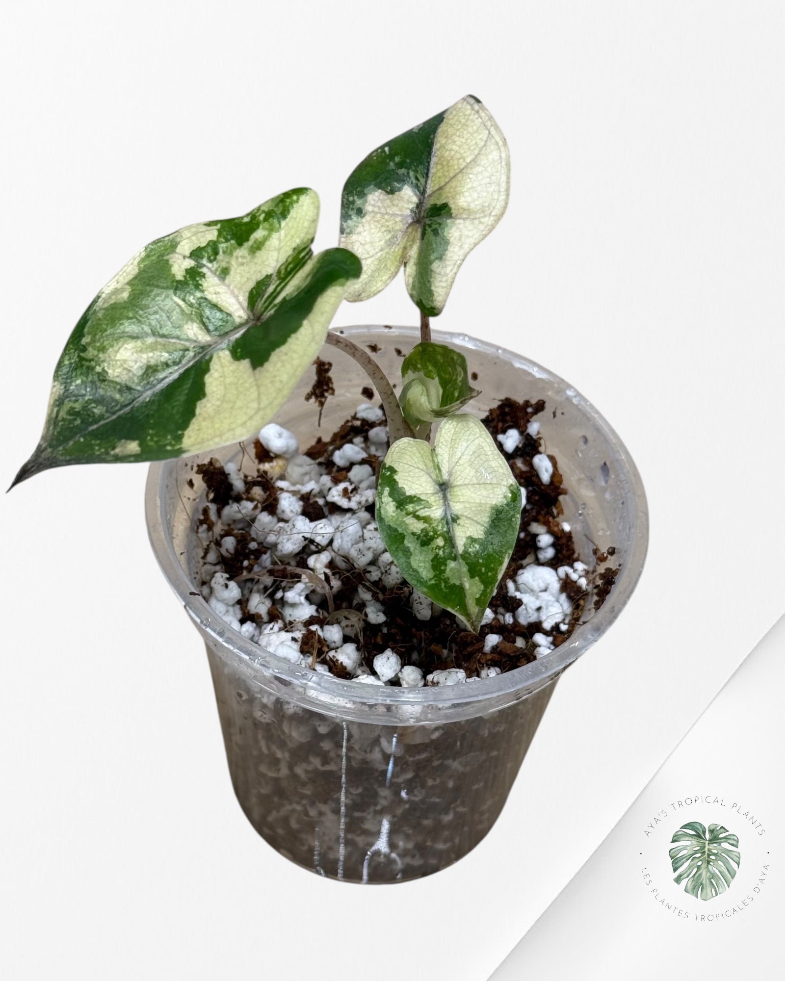 Alocasia Yucatan Princess Variegated- TC3
