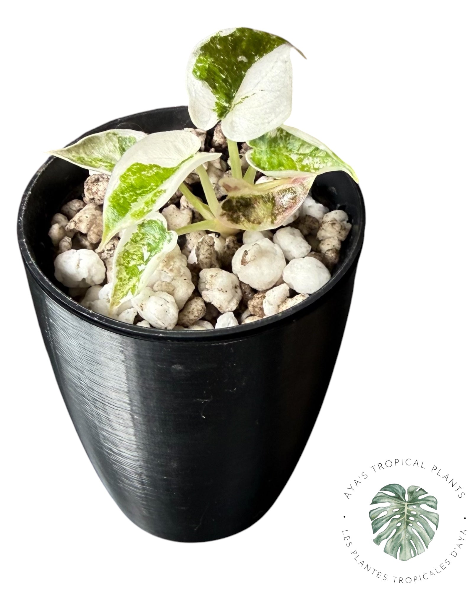 Alocasia Cuprea Pink Albo Variegated