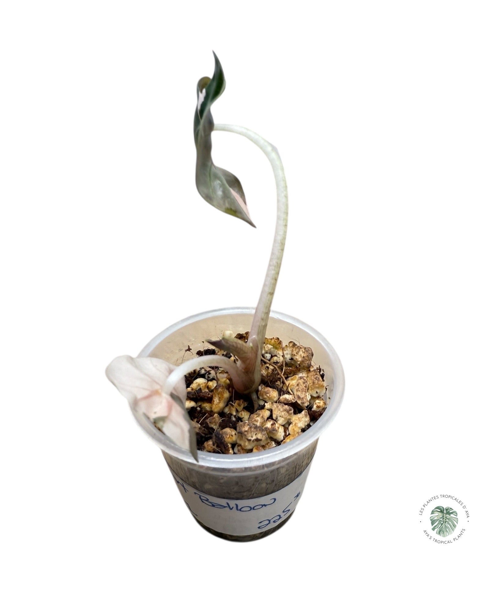 Alocasia Heart Balloon Pink variegated| Rare TC Plant| Aya's Tropical Plants