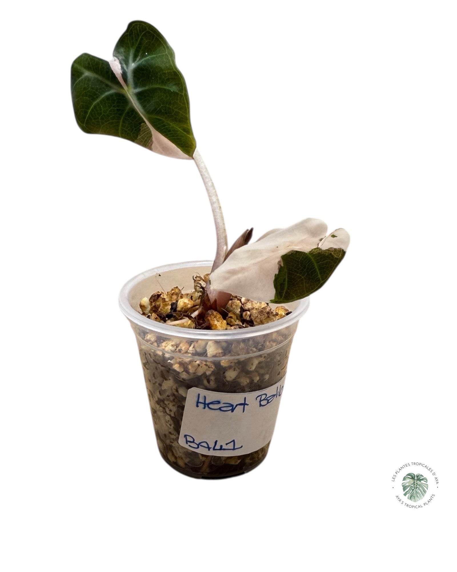 Alocasia Heart Balloon Pink variegated| Rare TC Plant| Aya's Tropical Plants