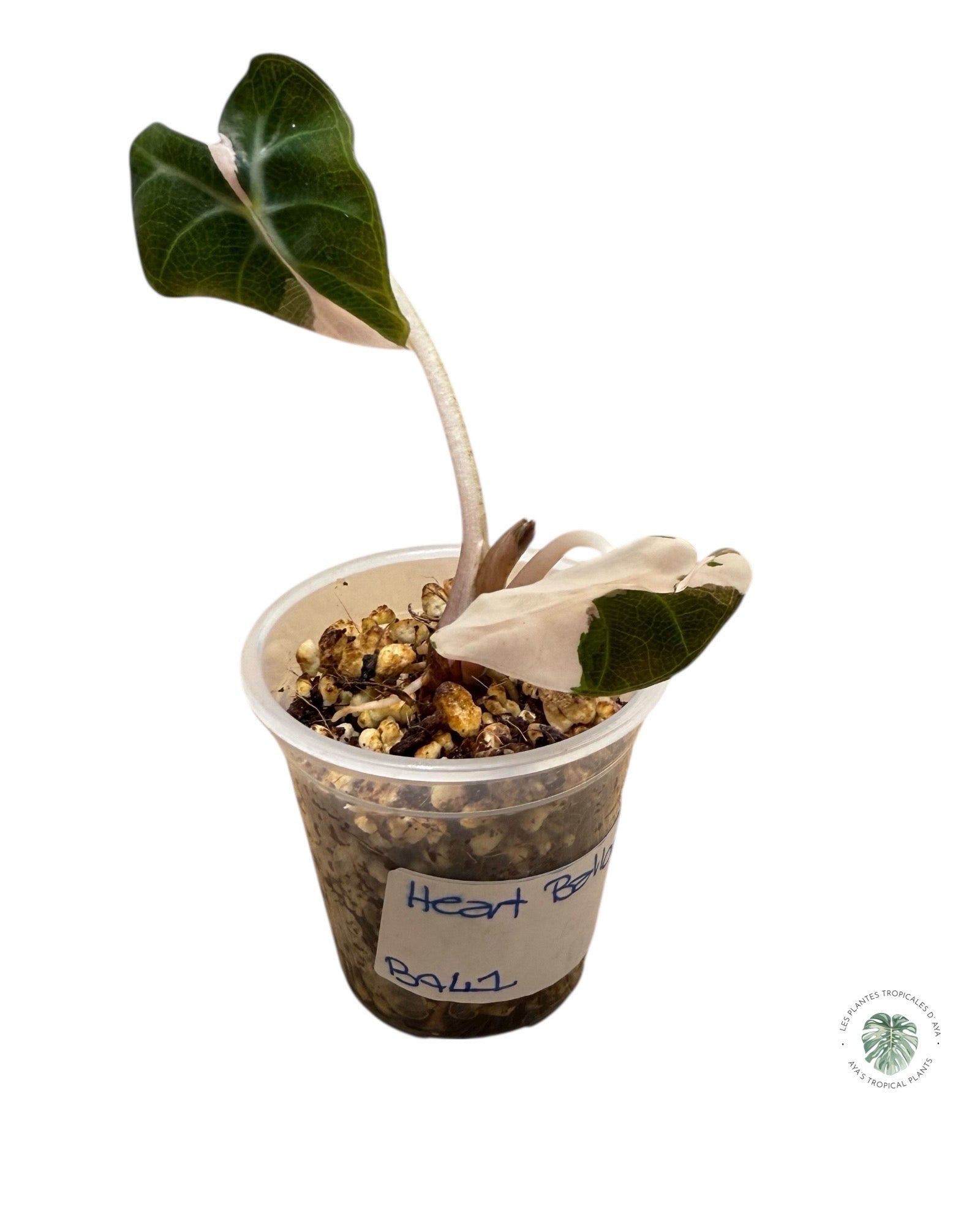 Alocasia Heart Balloon Pink variegated| Rare TC Plant| Aya's Tropical Plants