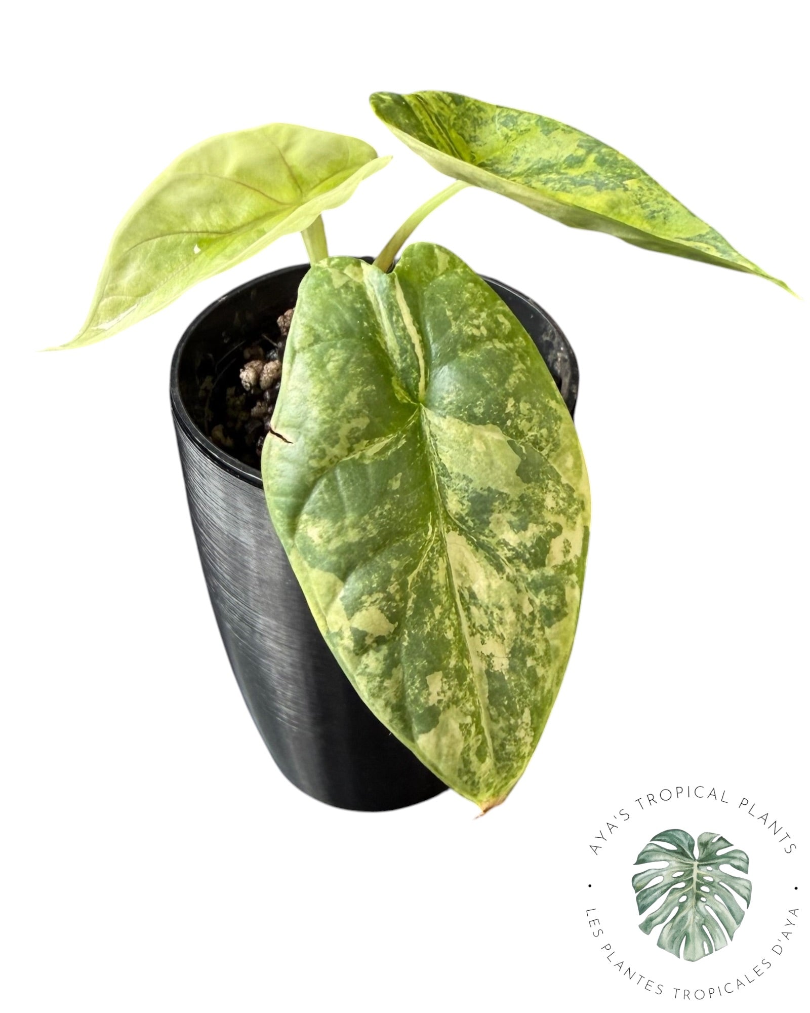 Alocasia Silver Dragon Aurea Variegated