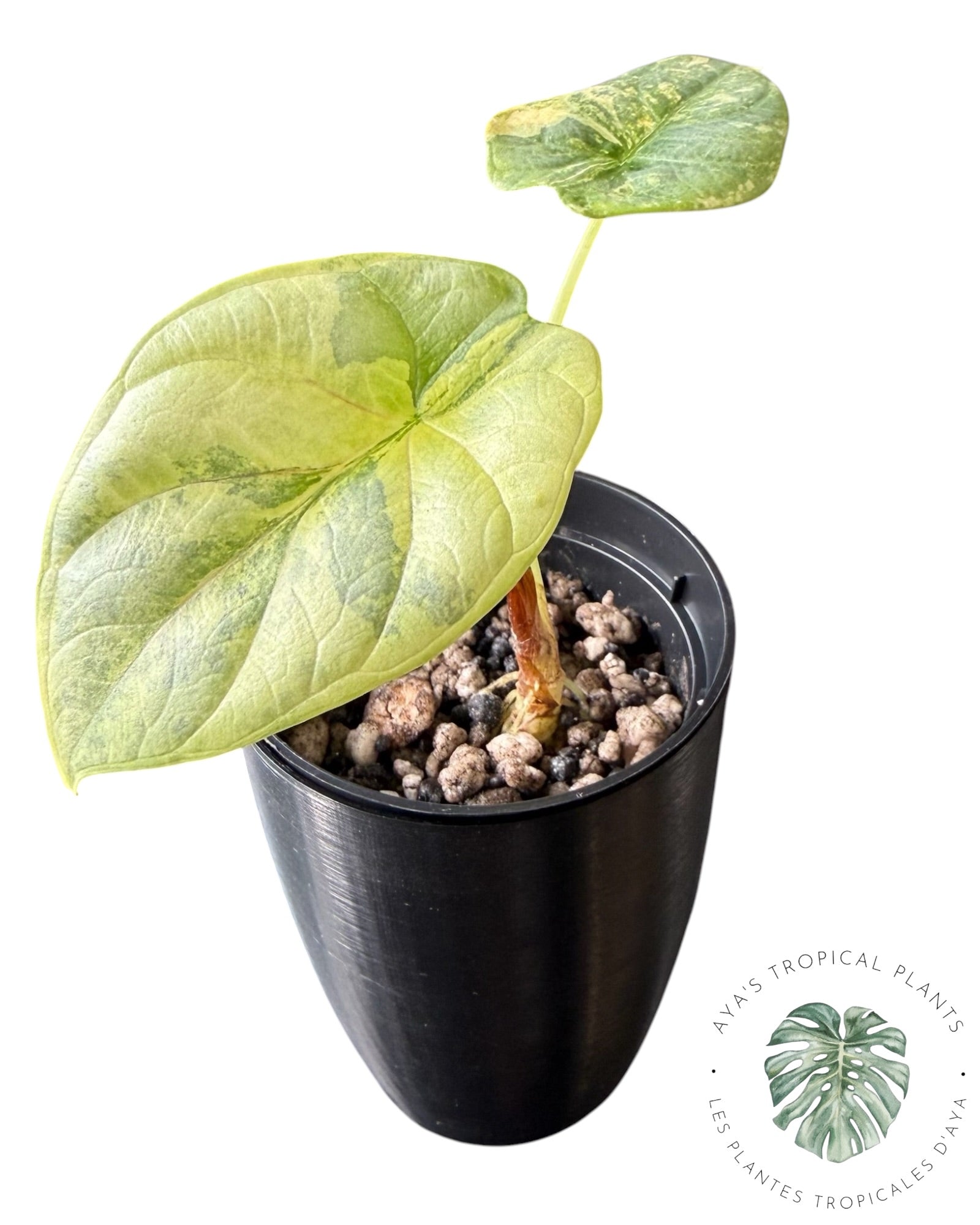 Alocasia Silver Dragon Aurea Variegated