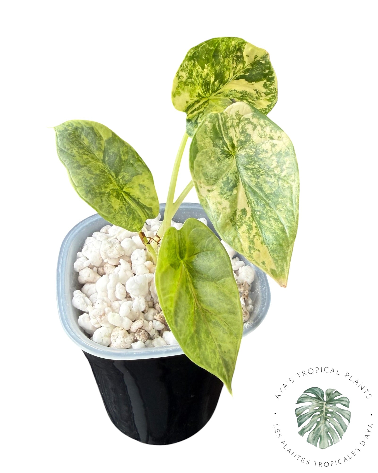 Alocasia Silver Dragon Aurea Variegated