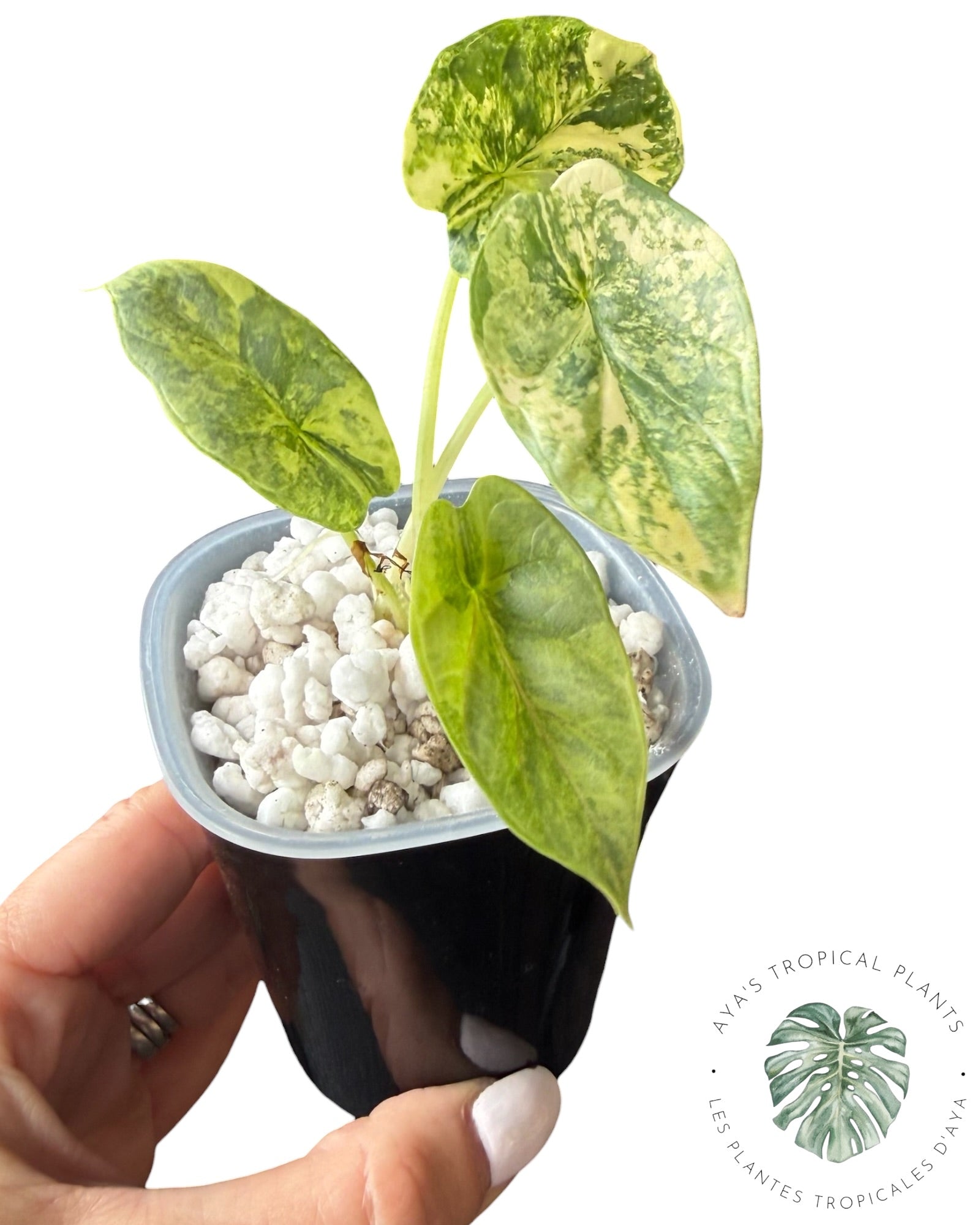 Alocasia Silver Dragon Aurea Variegated